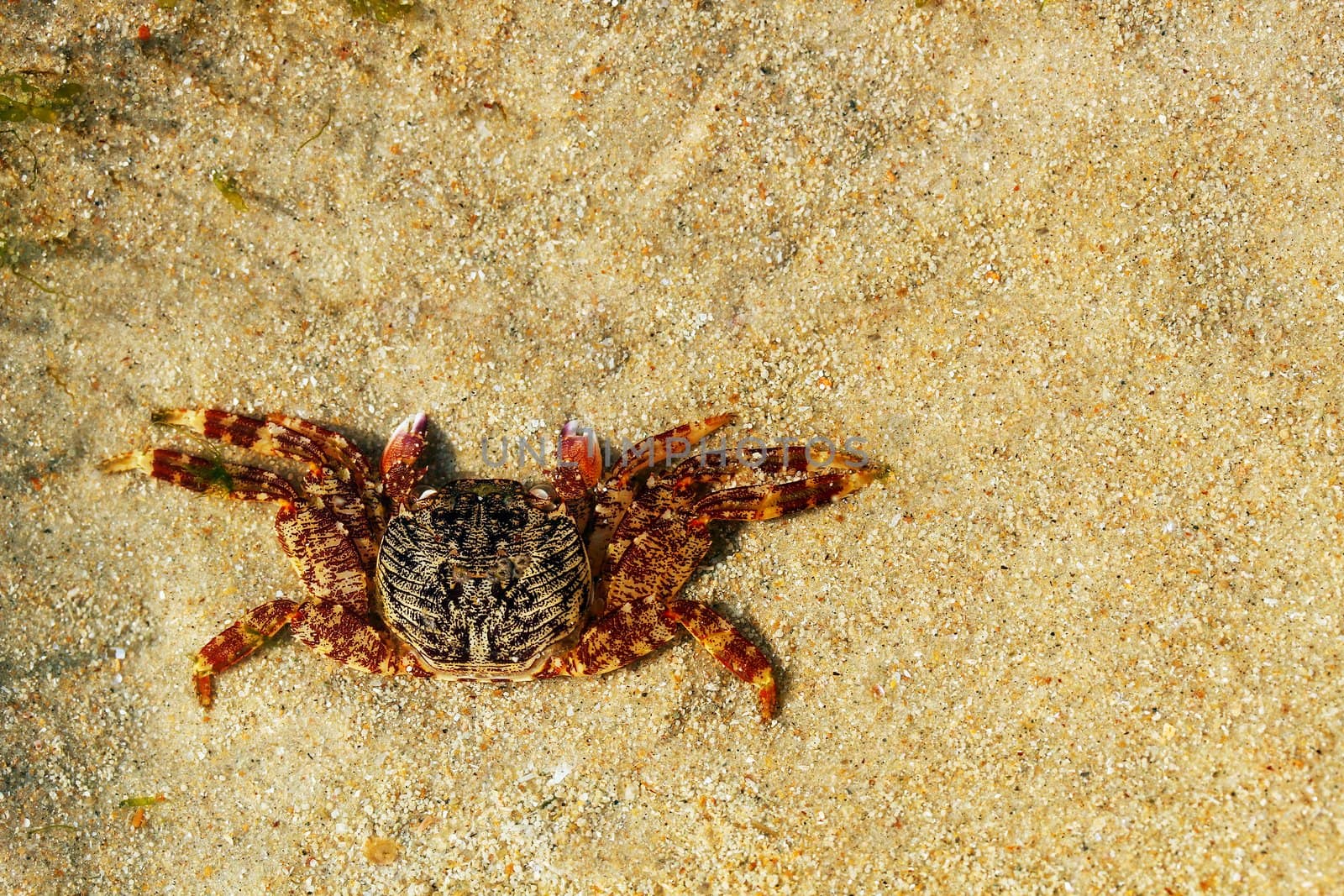 Beautiful orange colored crab resting on sand. Photo with copy space.