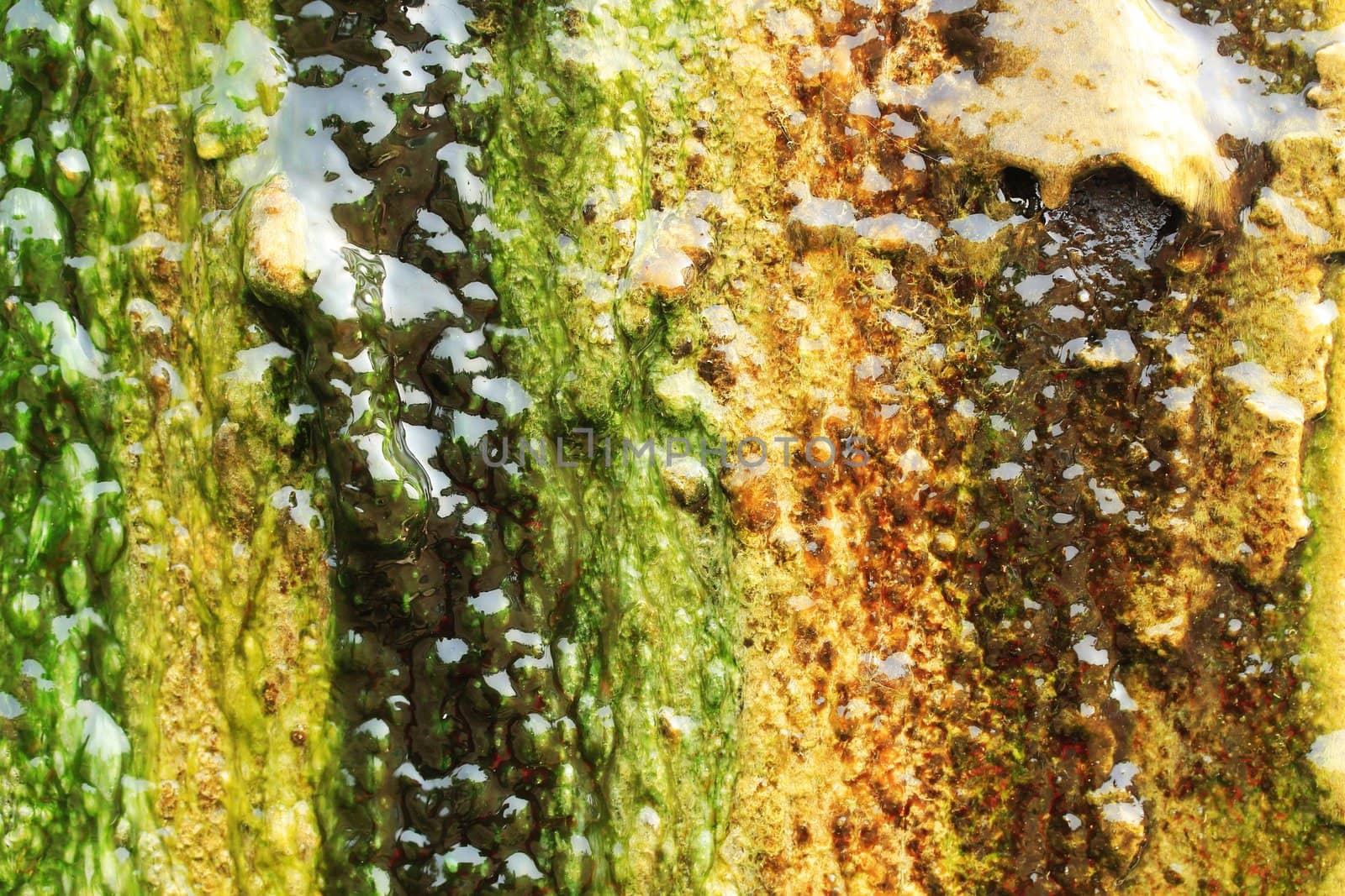 Algae growing on a wall completely covering its surface