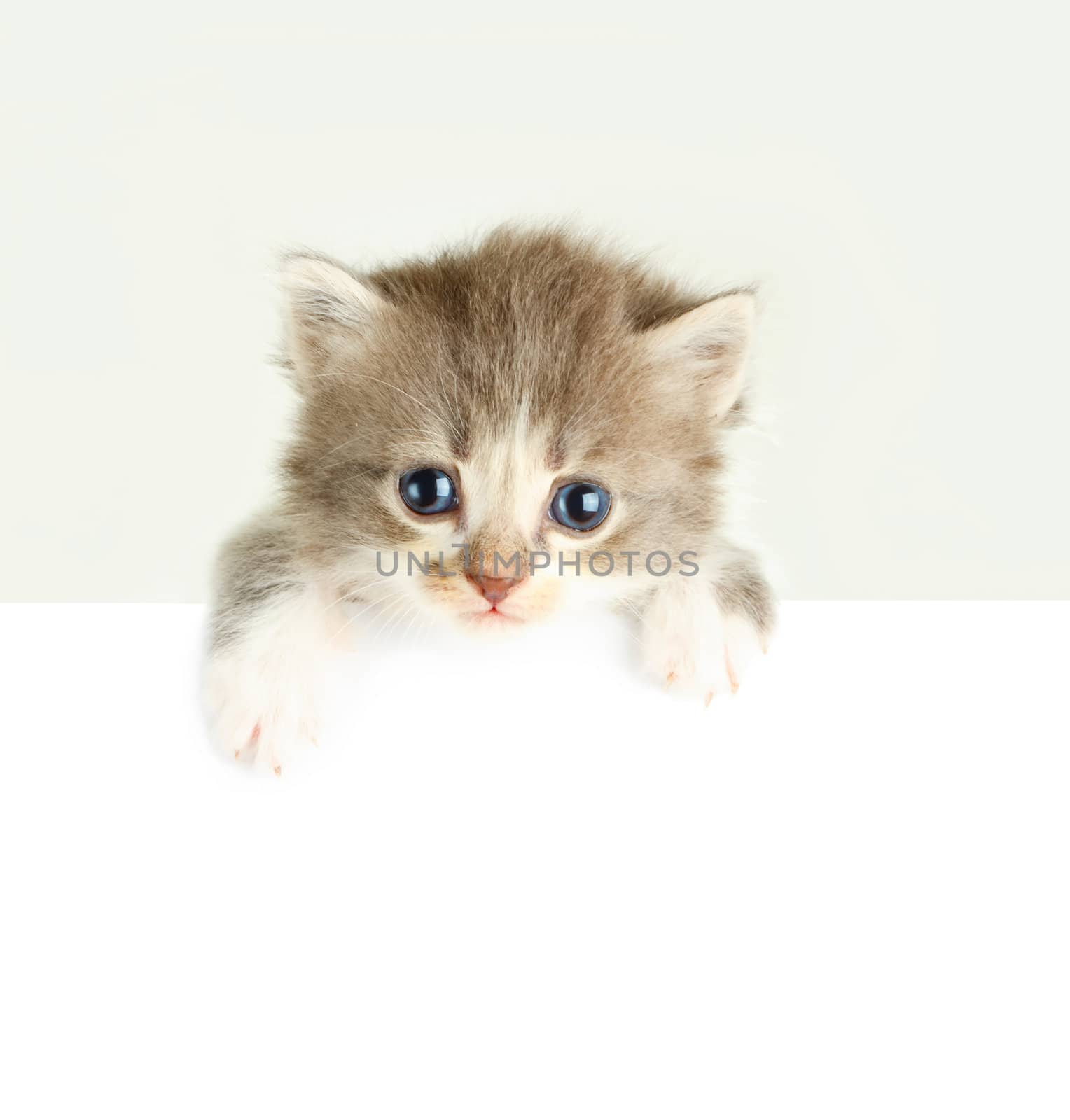Kitten banner isolated on white by Bedolaga