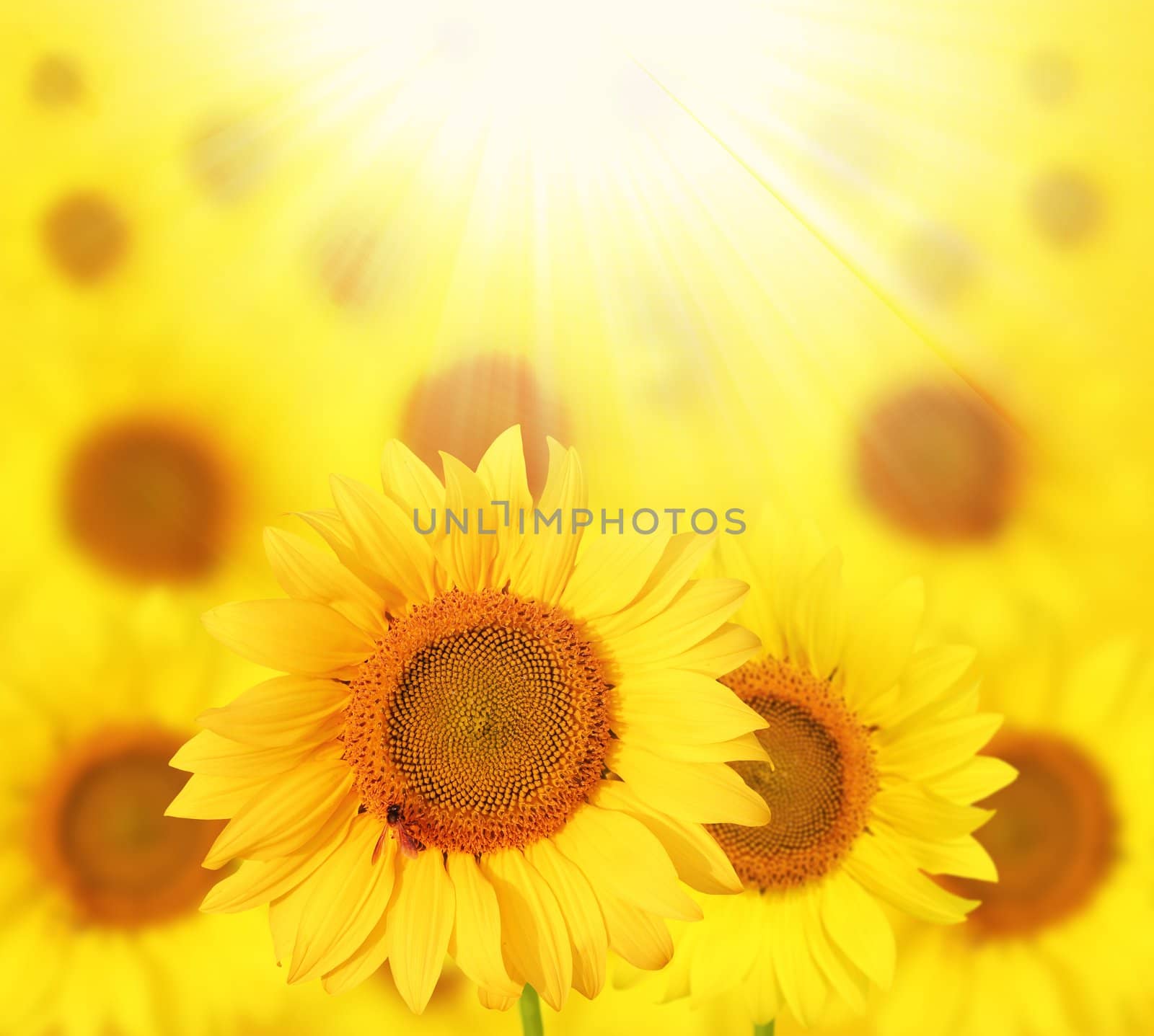 Full bloom sunflowers backlit by sunlight in a sunflower garden