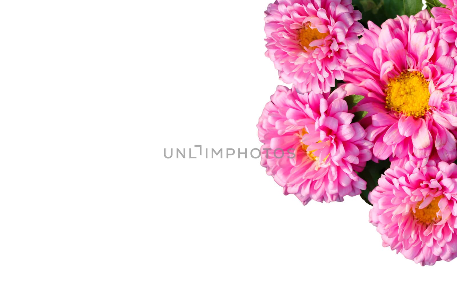 pink chrysanthemum flower isolated on white background by bajita111122