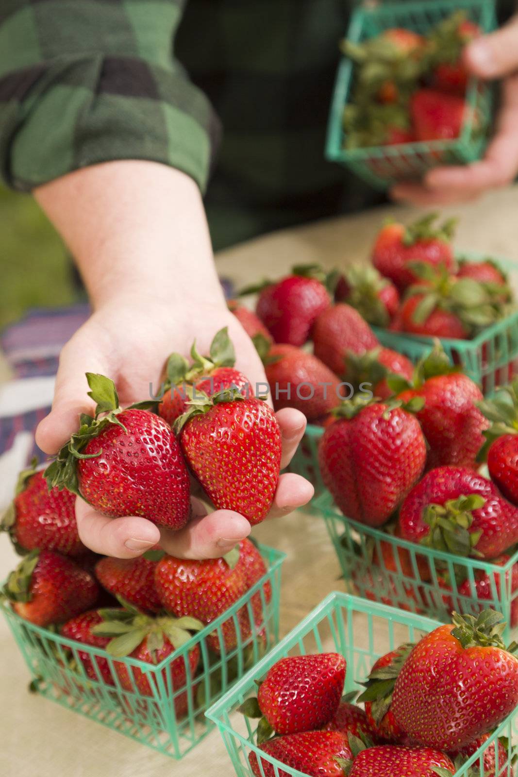 Farmer Gathering Fresh Strawberries in Baskets by Feverpitched