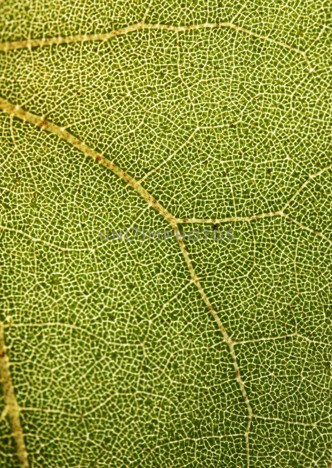 Highly detailed close up photo of a plant foliage showing web of veins