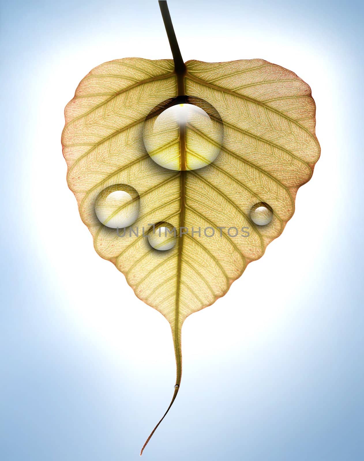 Young peepal leaf with water dew drops against brightly lit background
