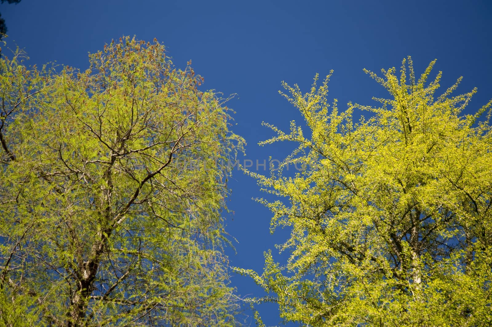 tree in springtime