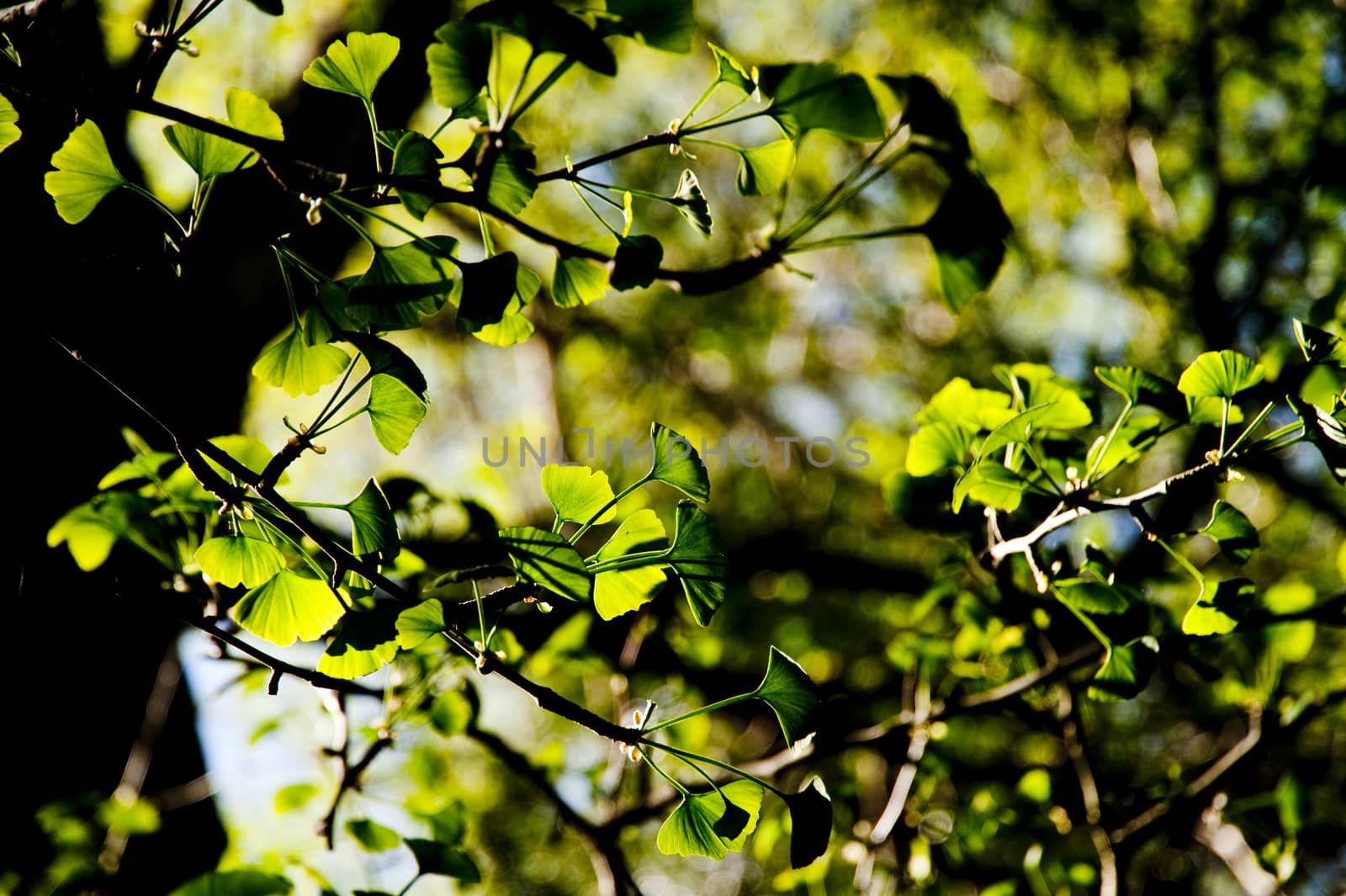 tree in springtime