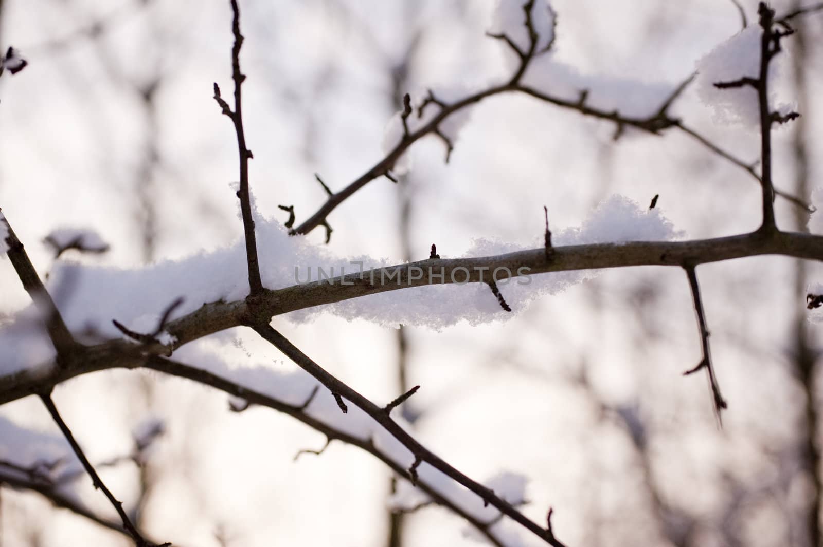 snowy winter scene in a wood