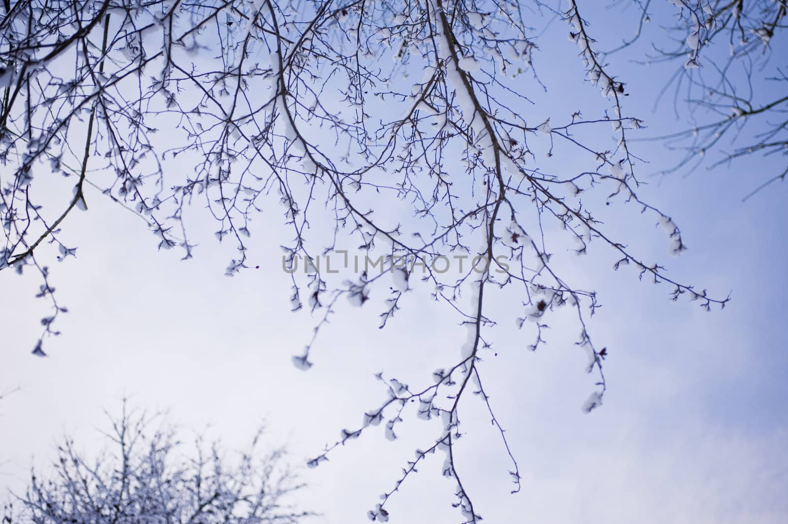 snowy winter scene in a wood