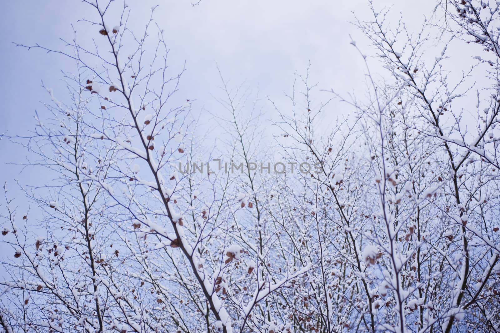 snowy winter scene in a wood