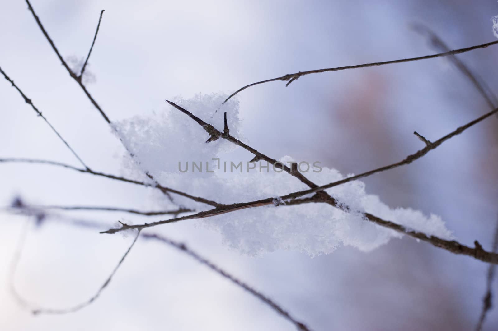 snowy winter scene in a wood