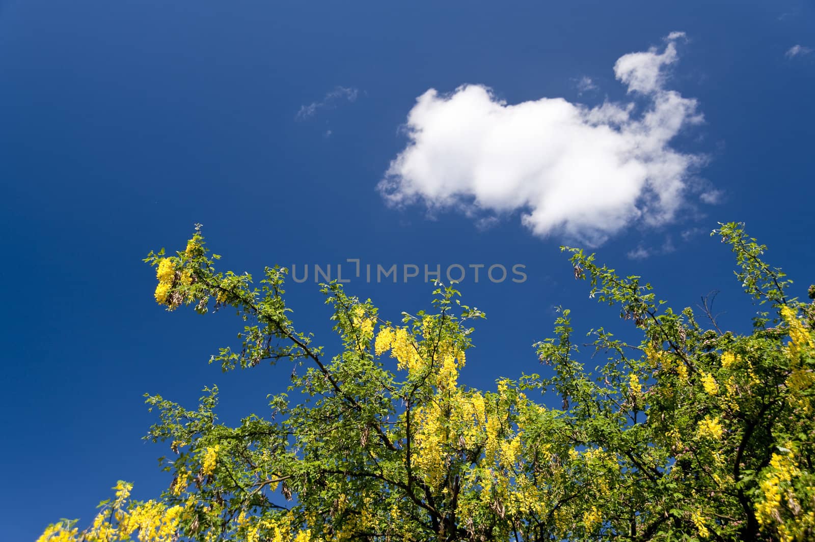 tree in springtime