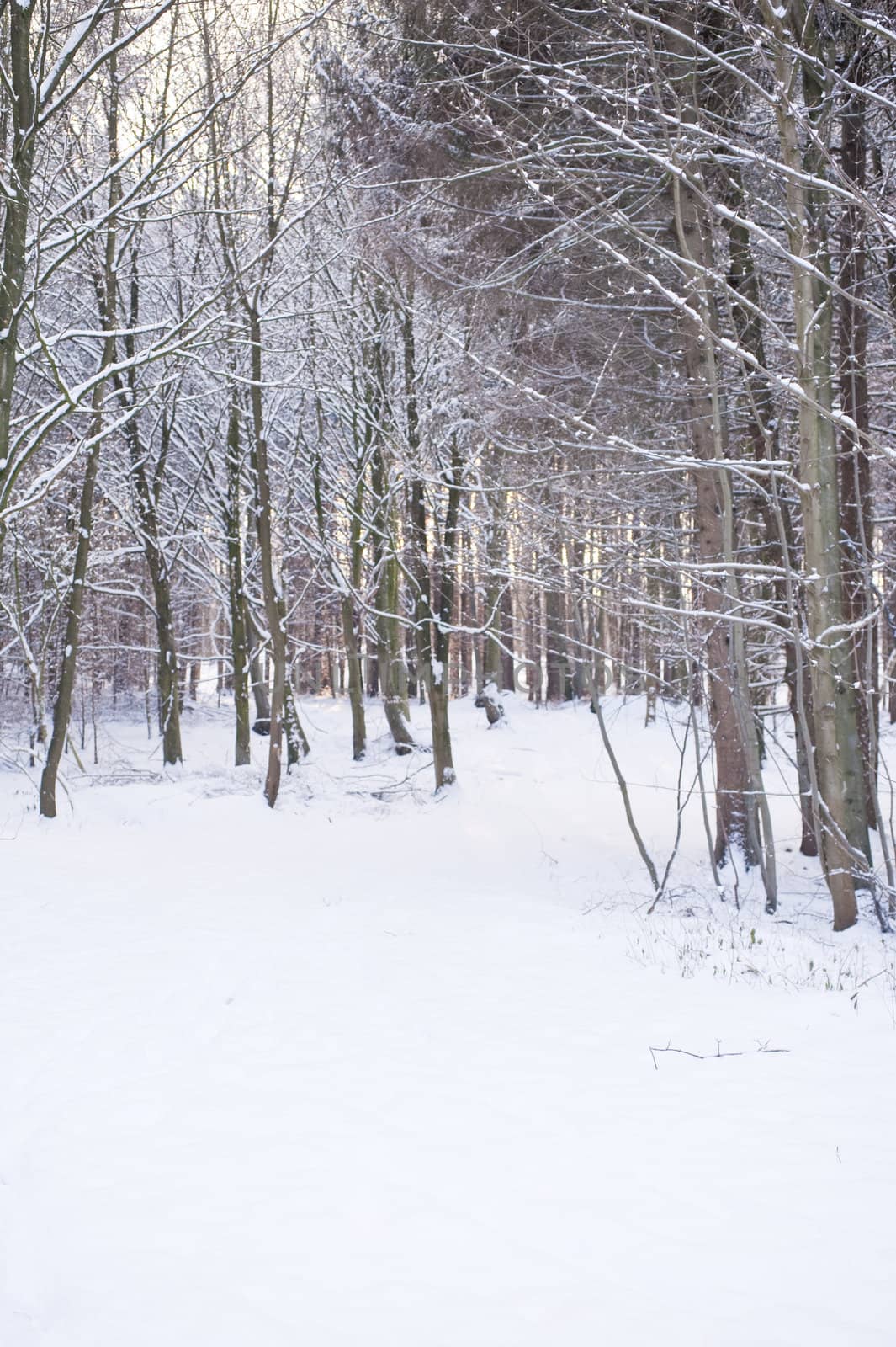 snowy winter scene in a wood
