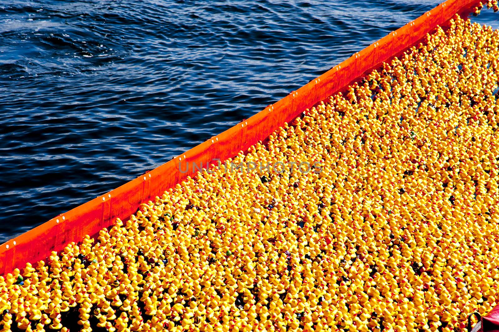 entenrennen / duck race / lions club / kiel / germany