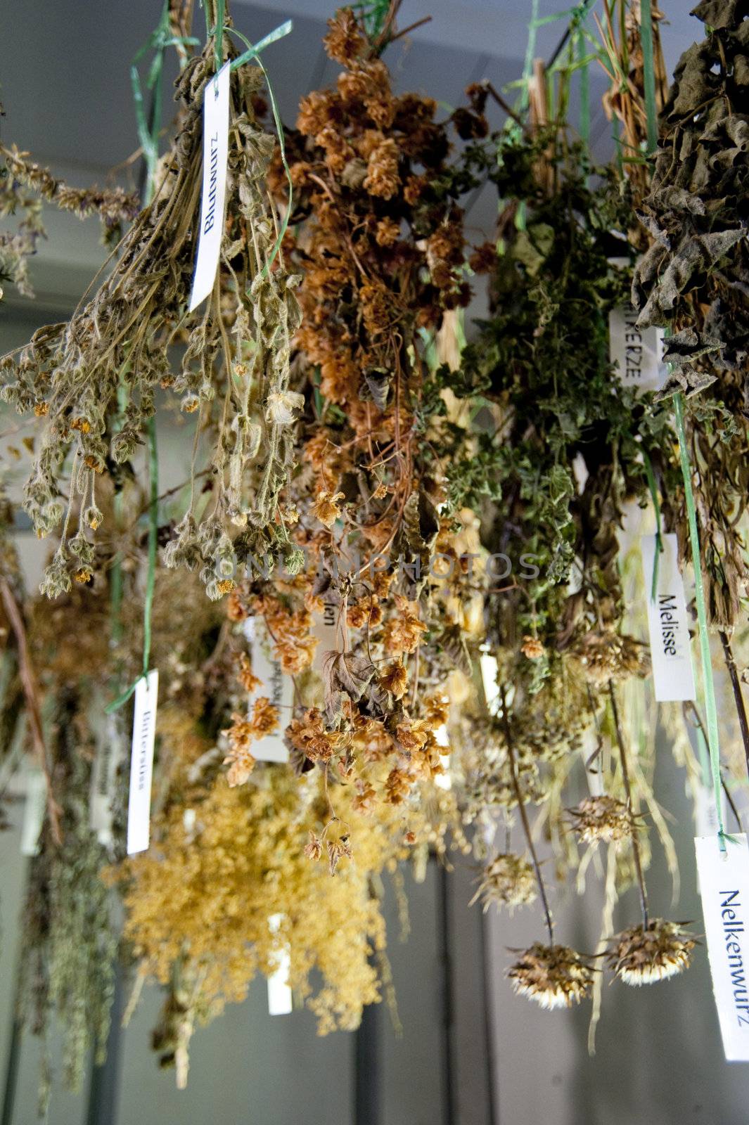 dried herbs of an old parmacy