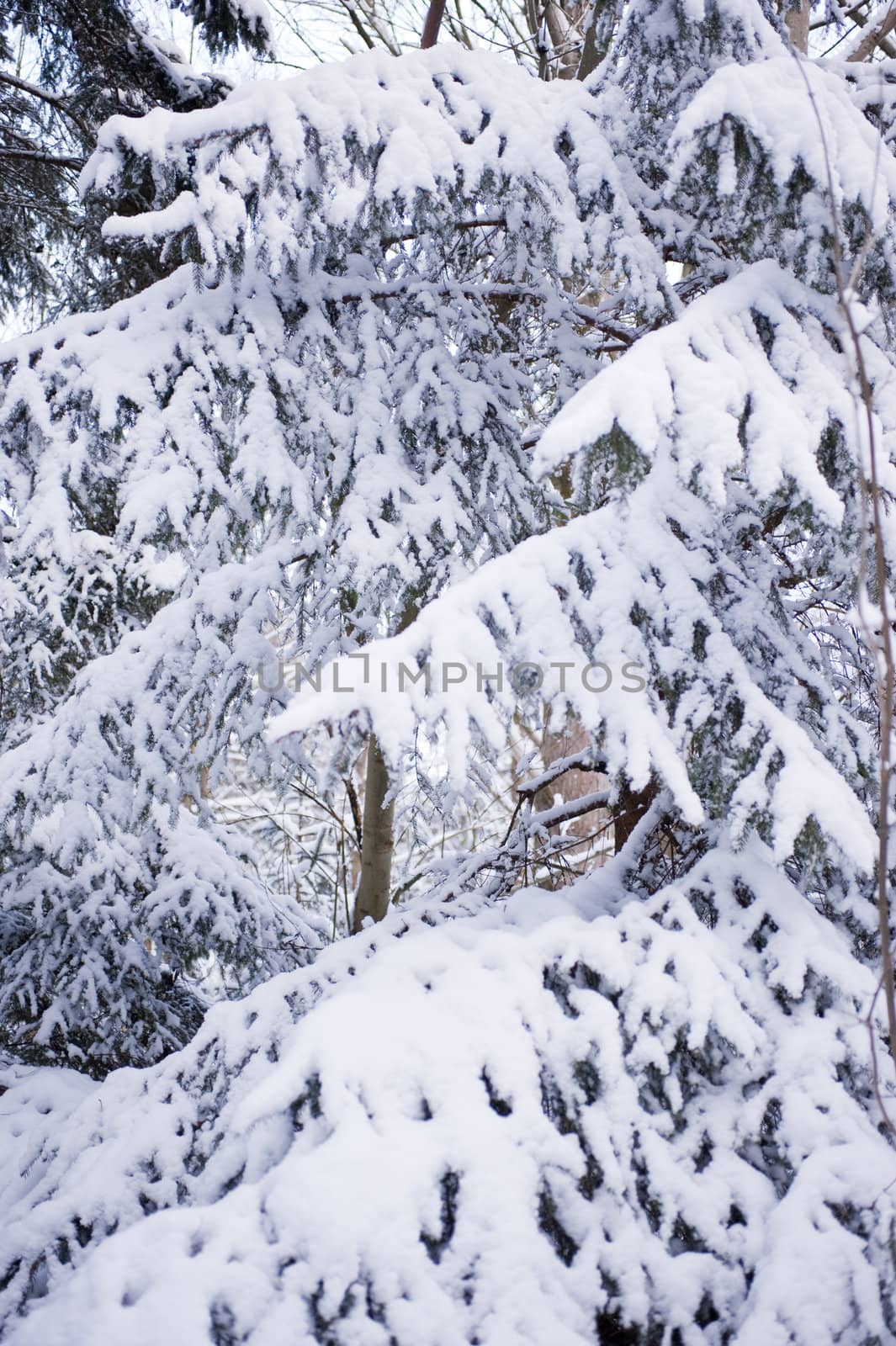 snowy winter scene in a wood