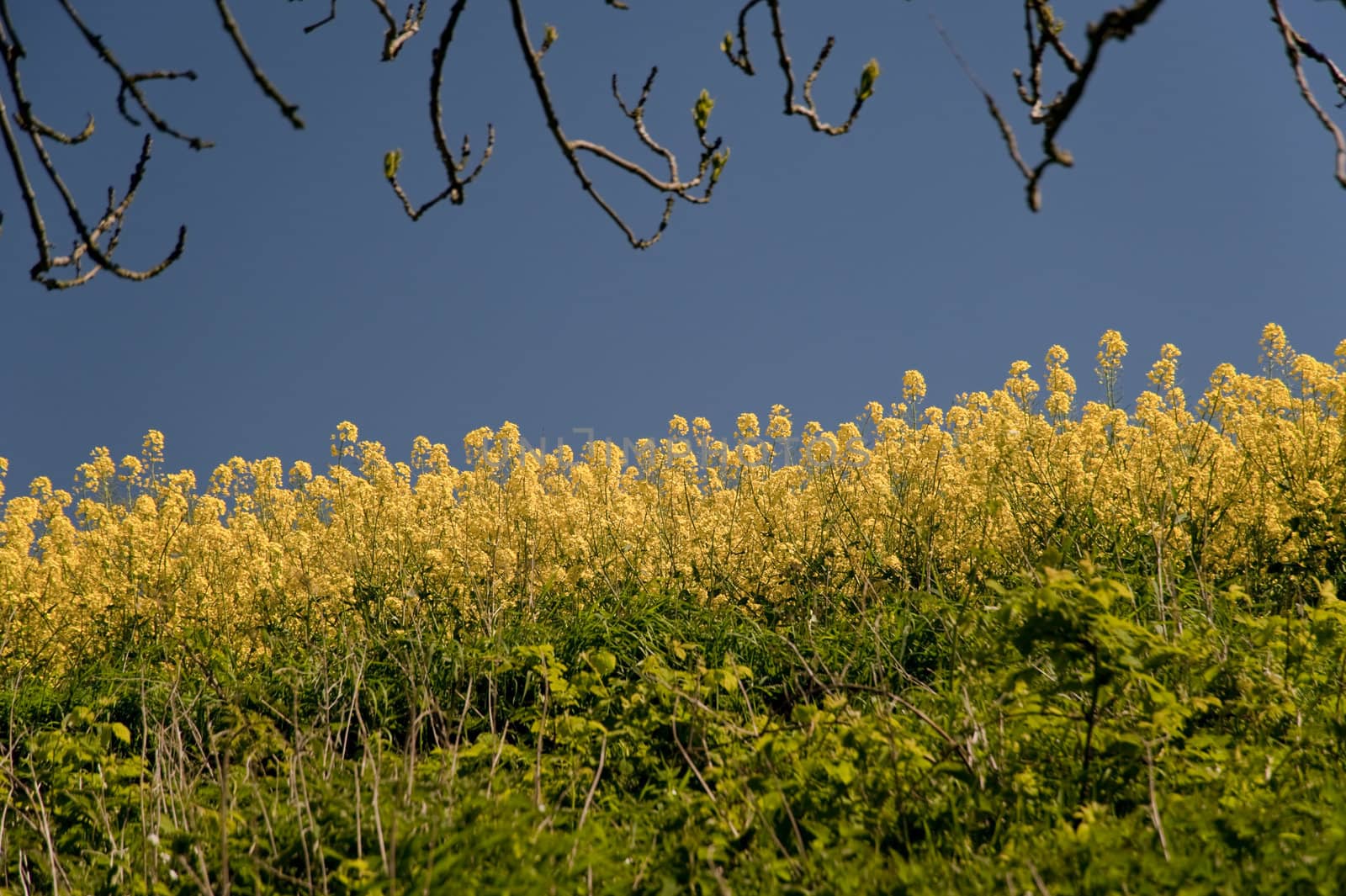 rape field in may