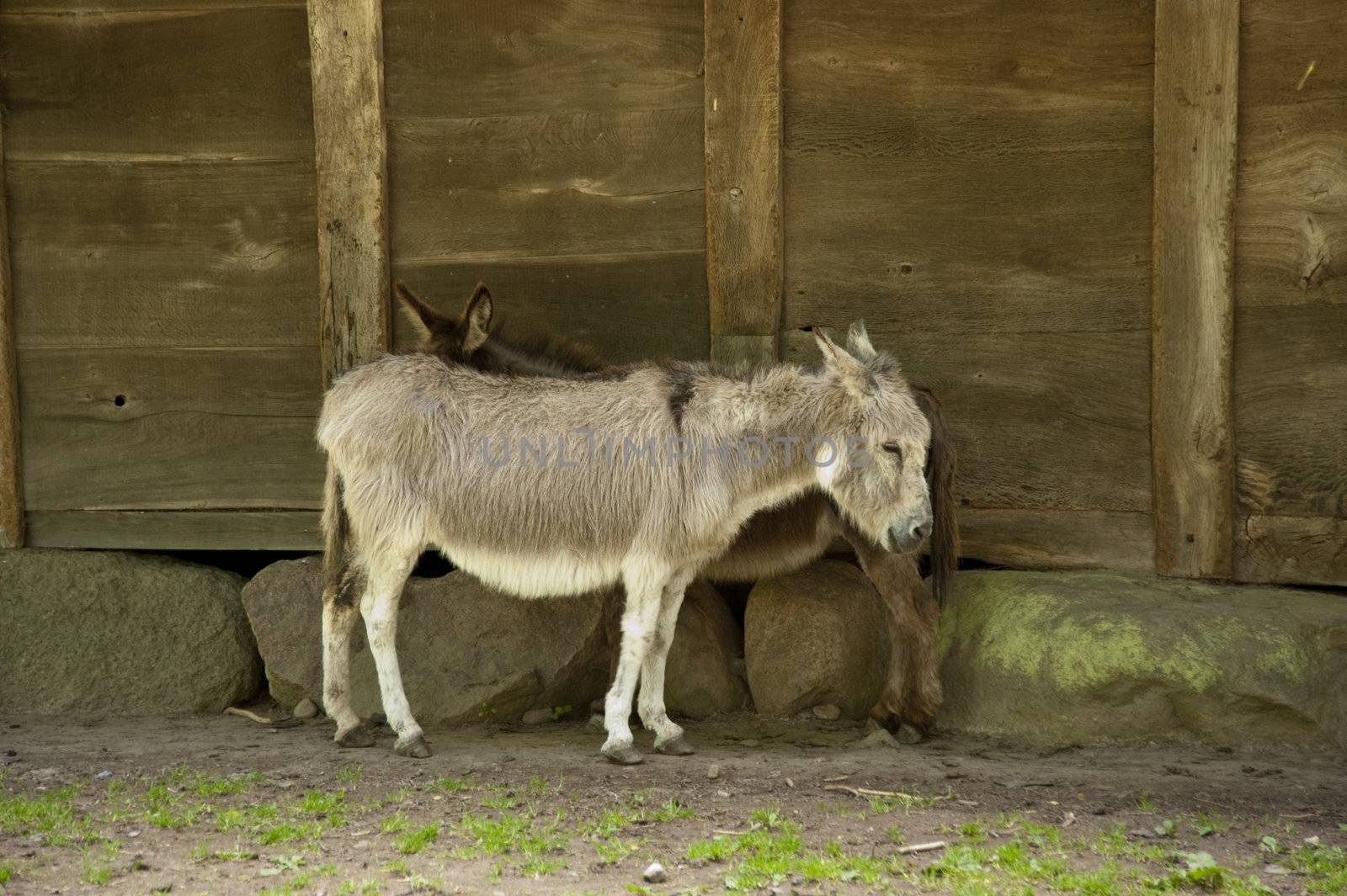 scenes of a farm