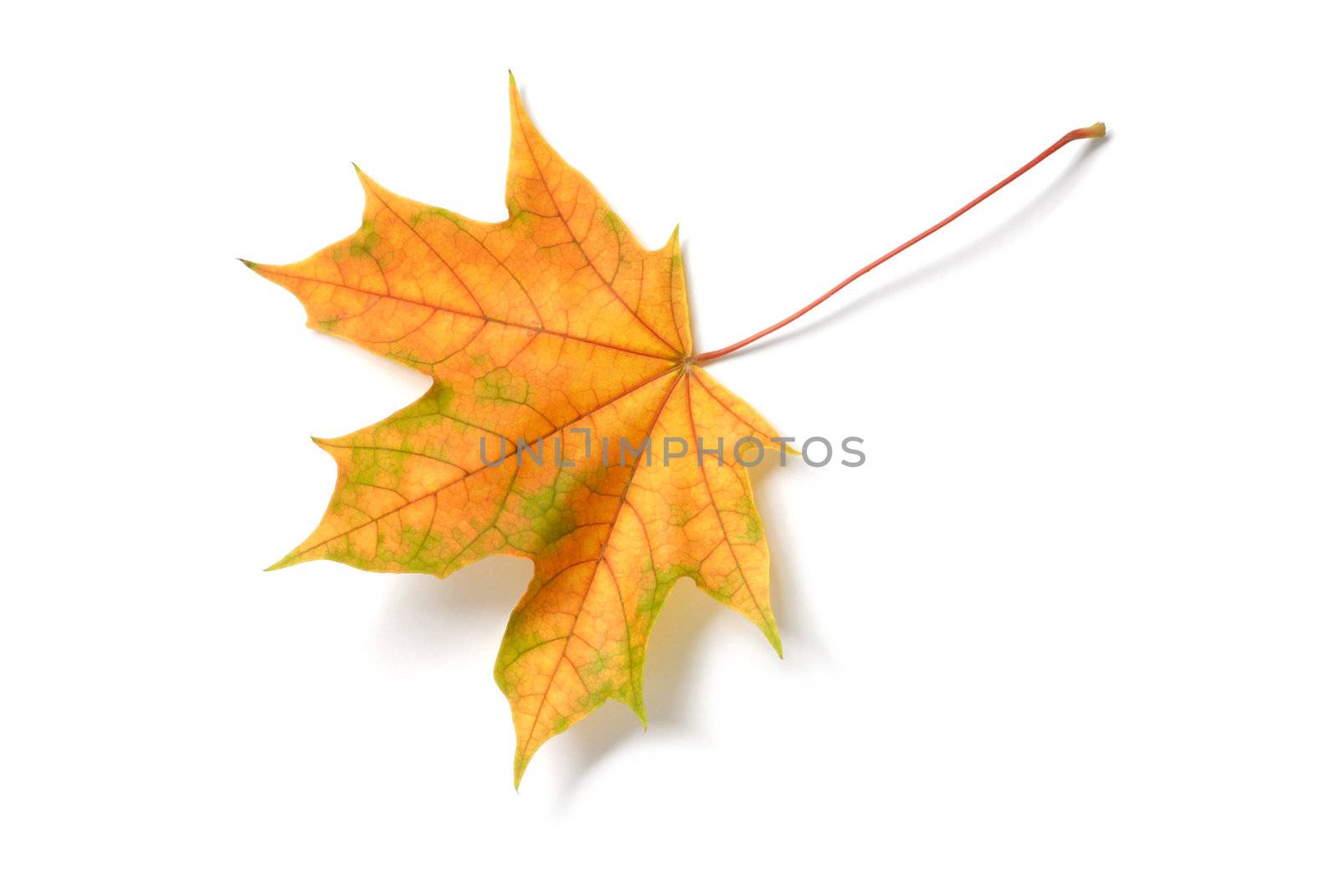 Macro of autumn leaf on white background