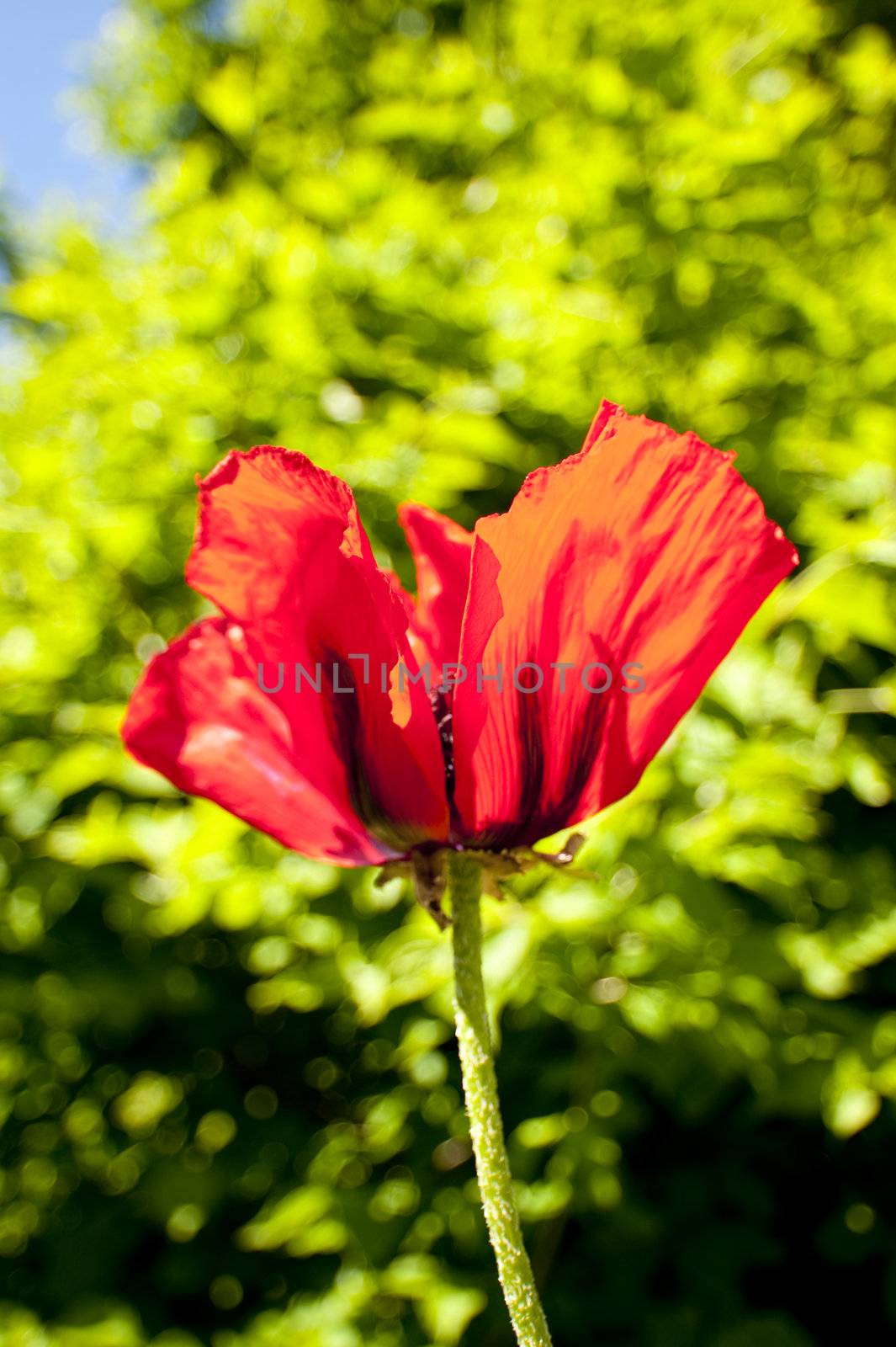 cole up of a poppy flower