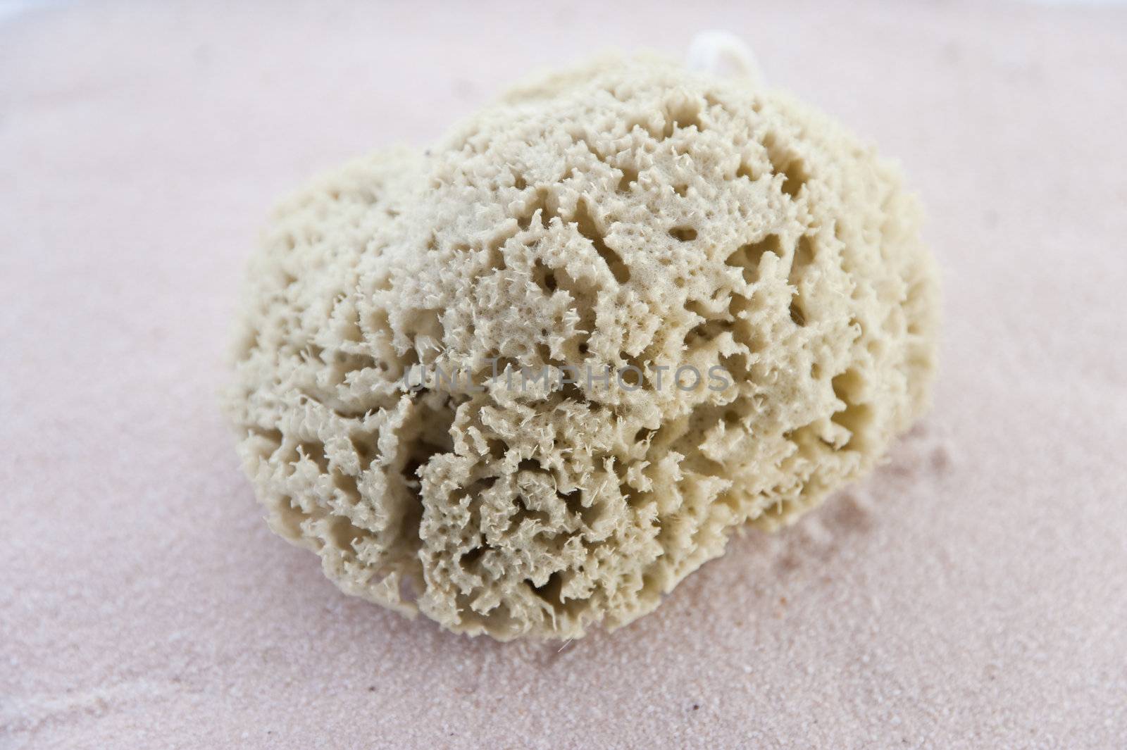 close up of a sponge