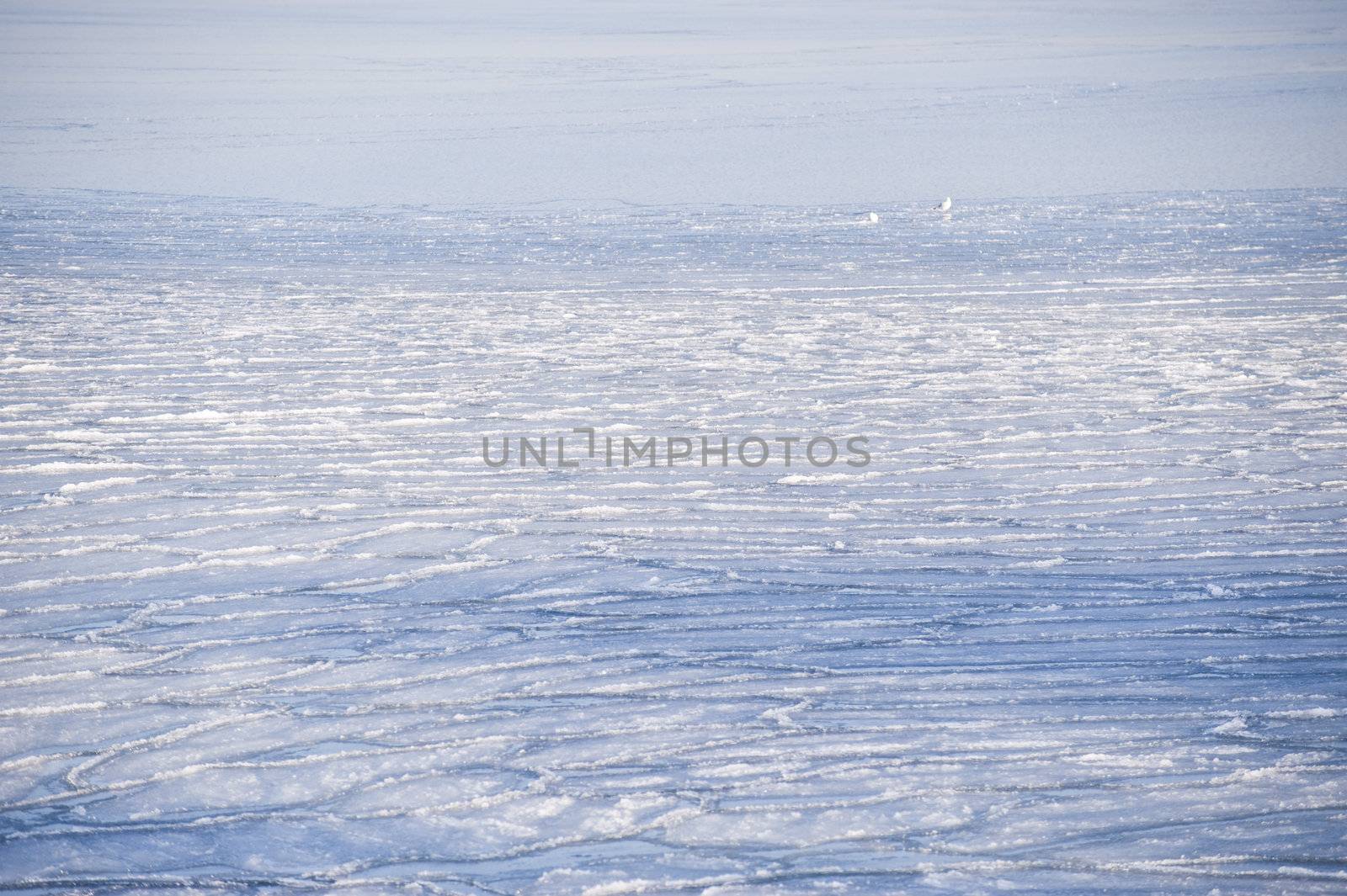 sheets of ice in the baltic sea