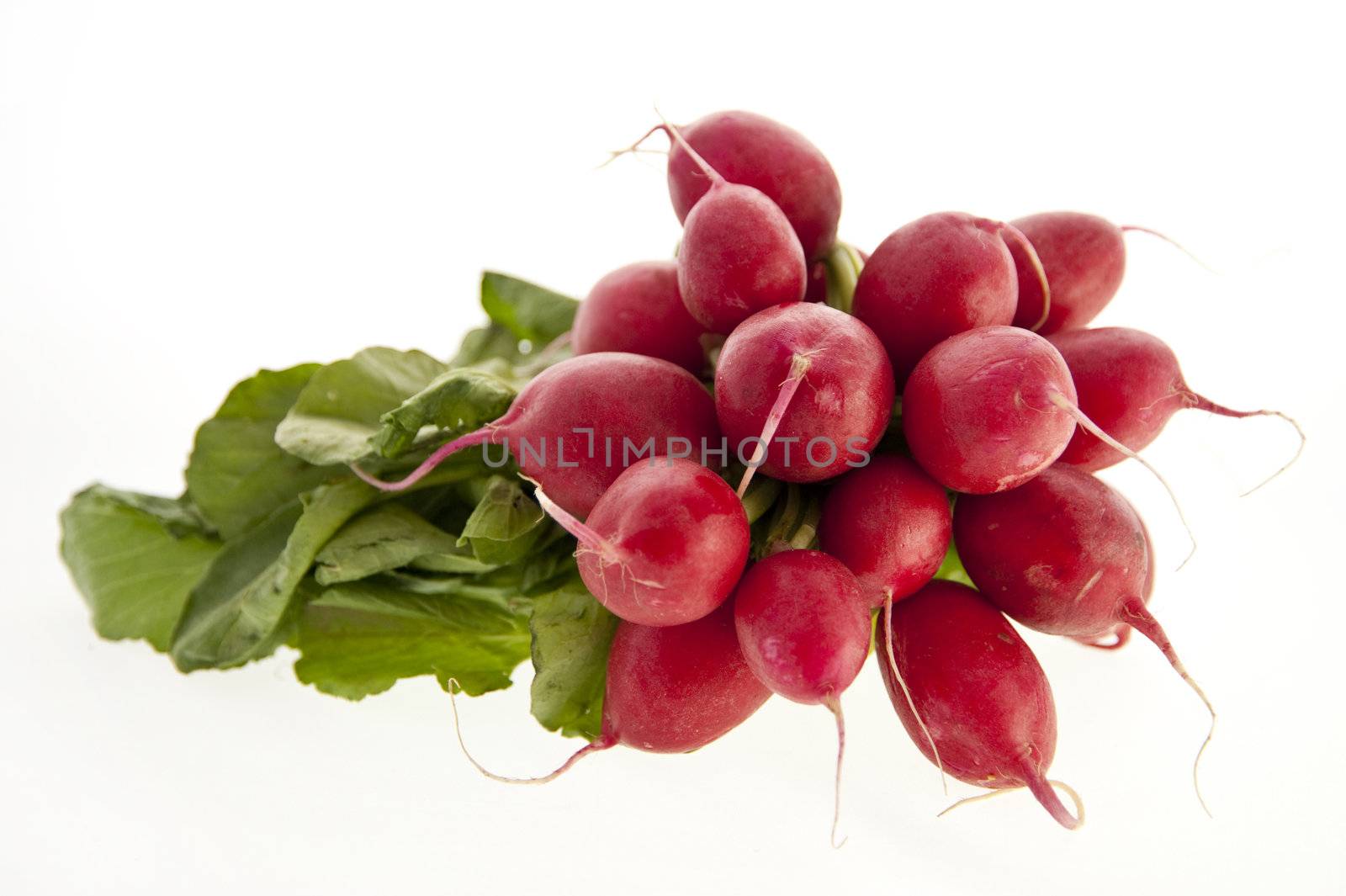 close up of fresh radishs