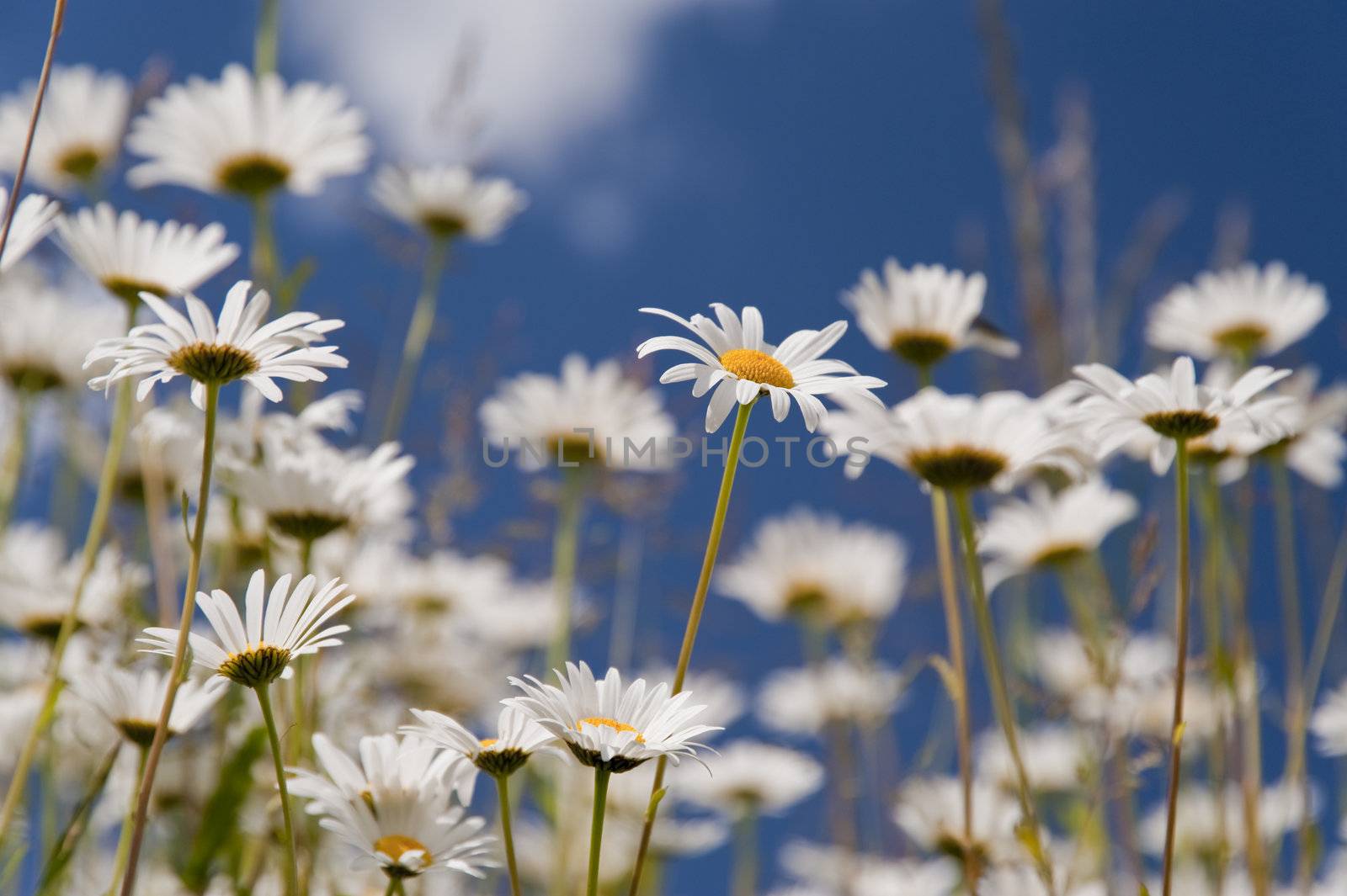 meadow with daisies in june