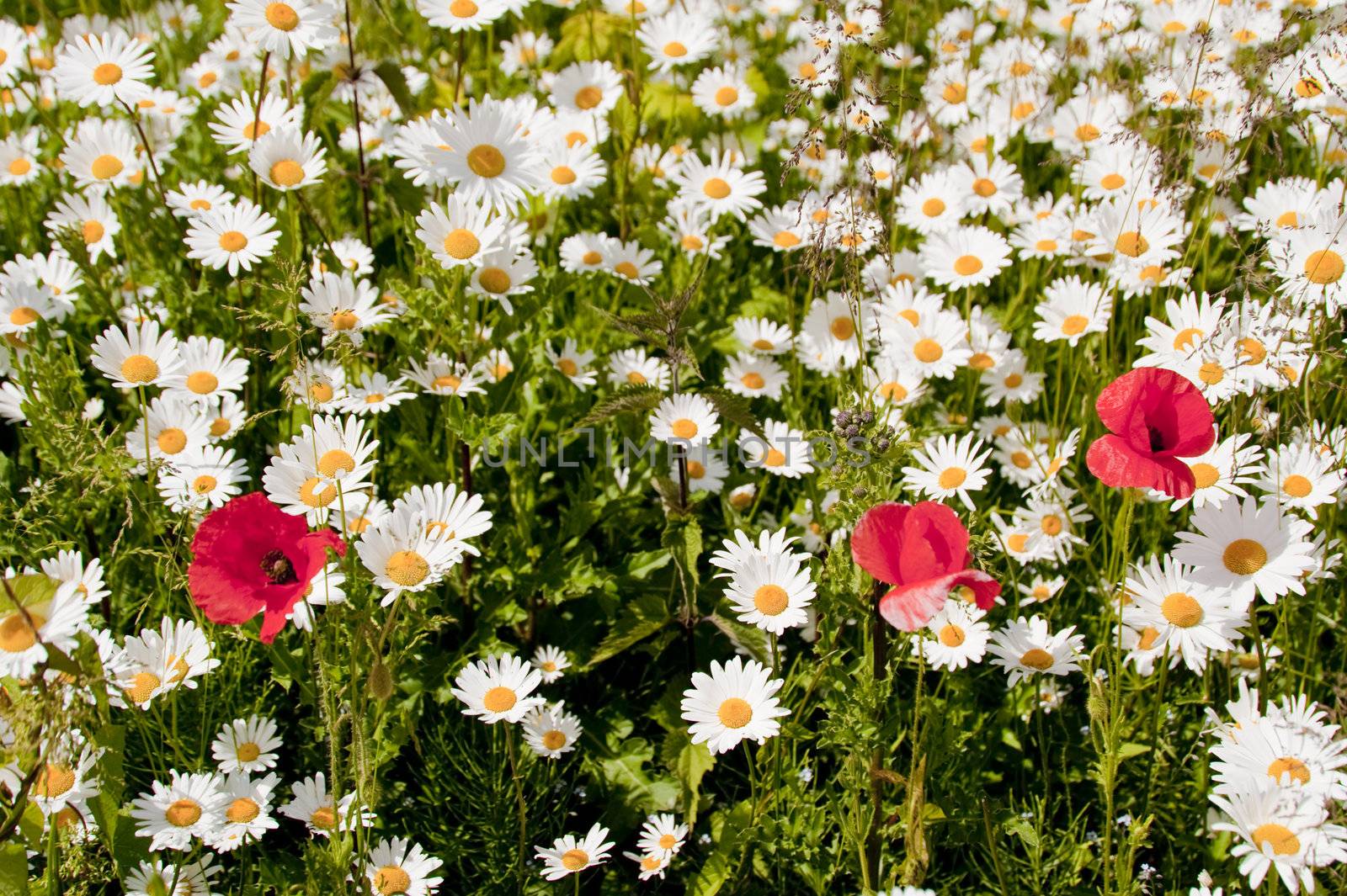 meadow with daisies in june