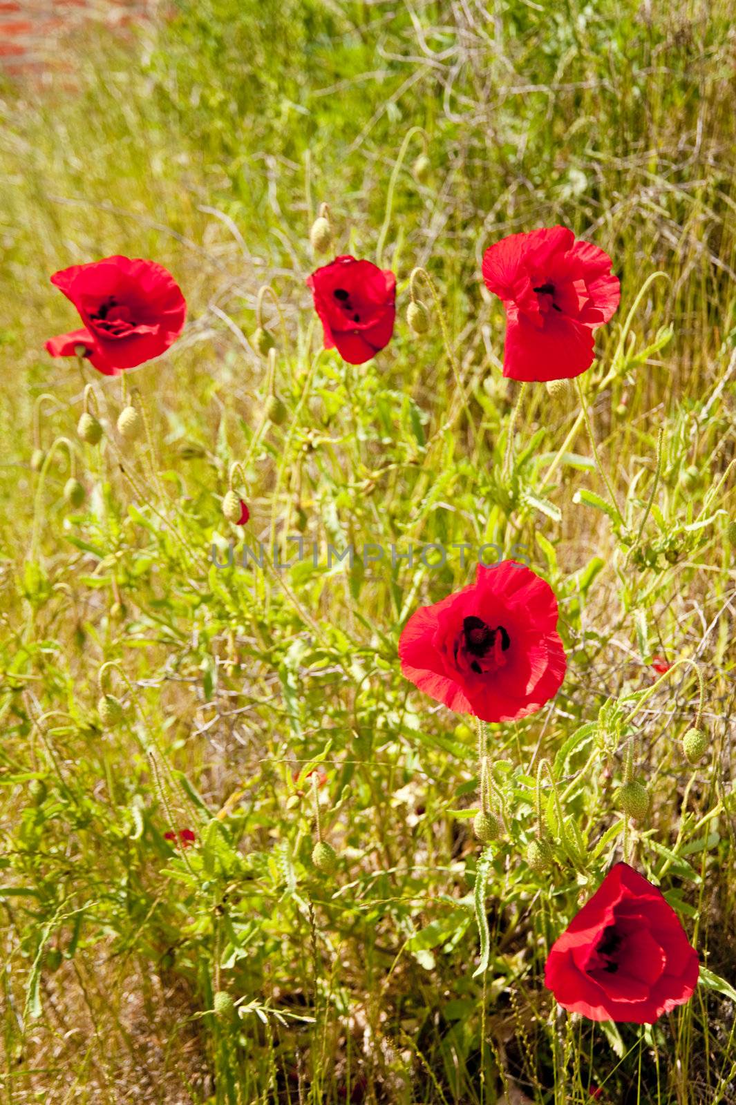 poppies on a meadow in june