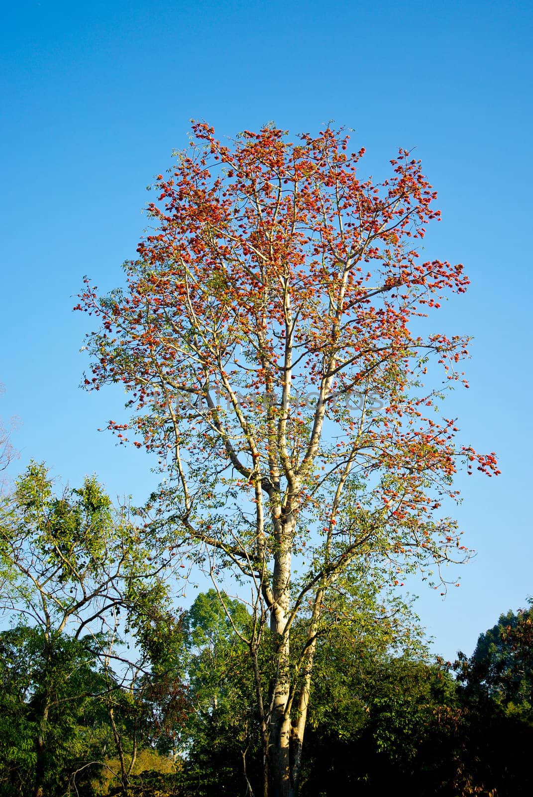 Red flower on tree in the forest