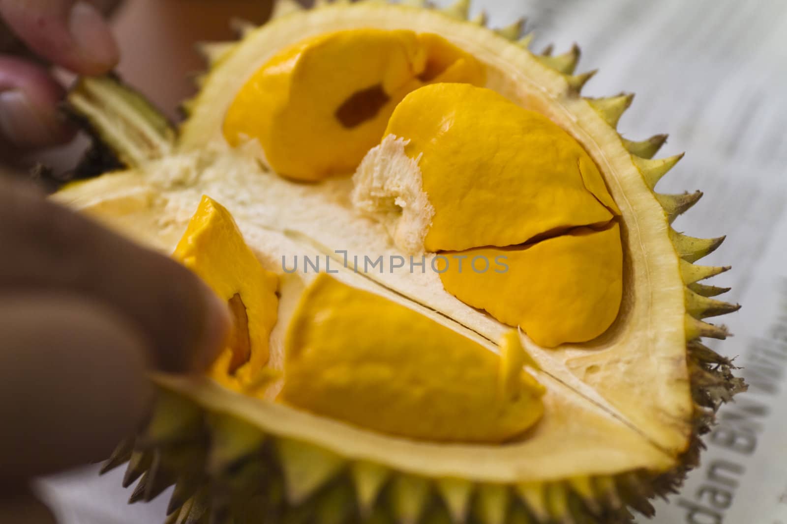 taking on a  delicious yellow durian flesh
