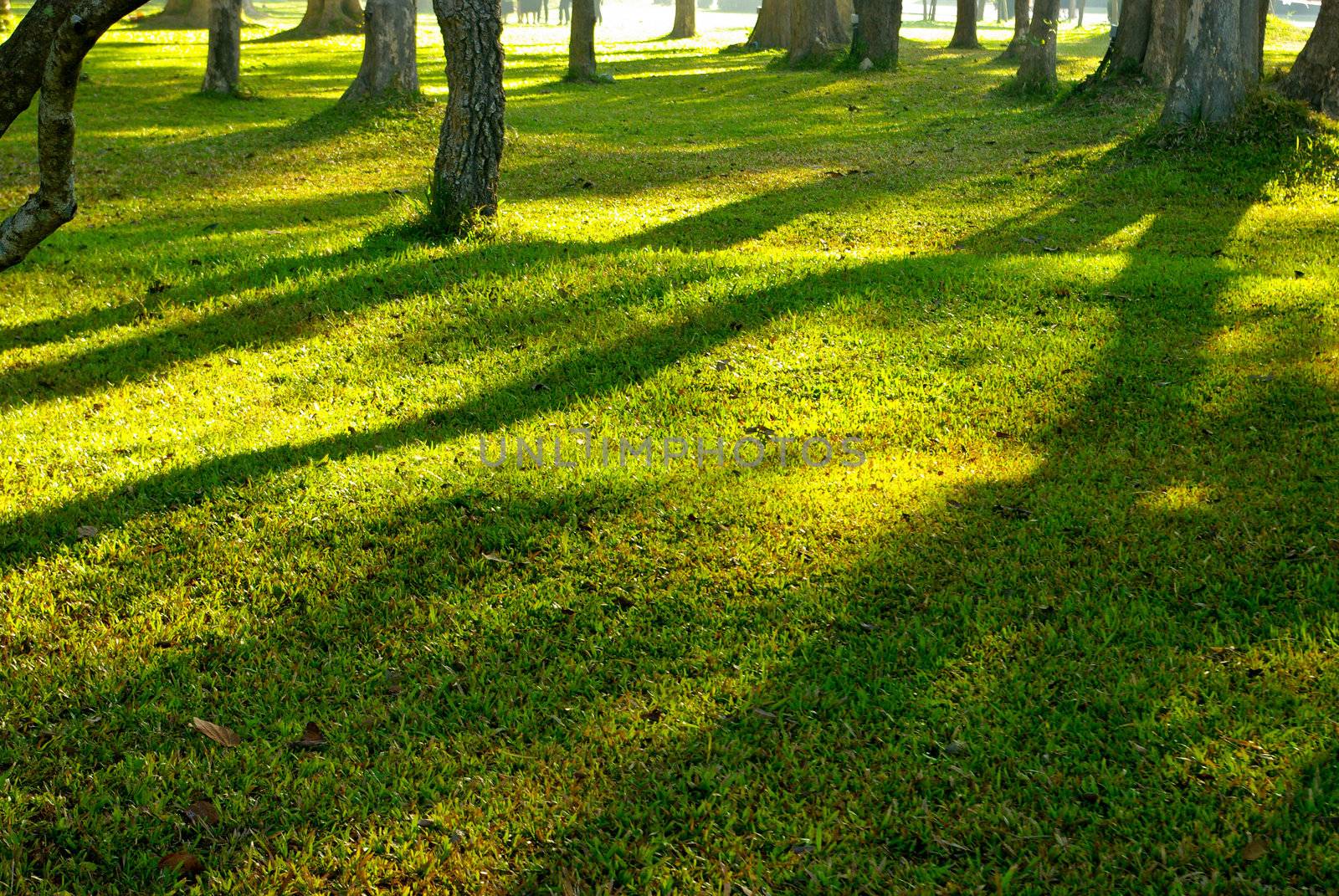 Tree shadow on green meadow by pixbox77