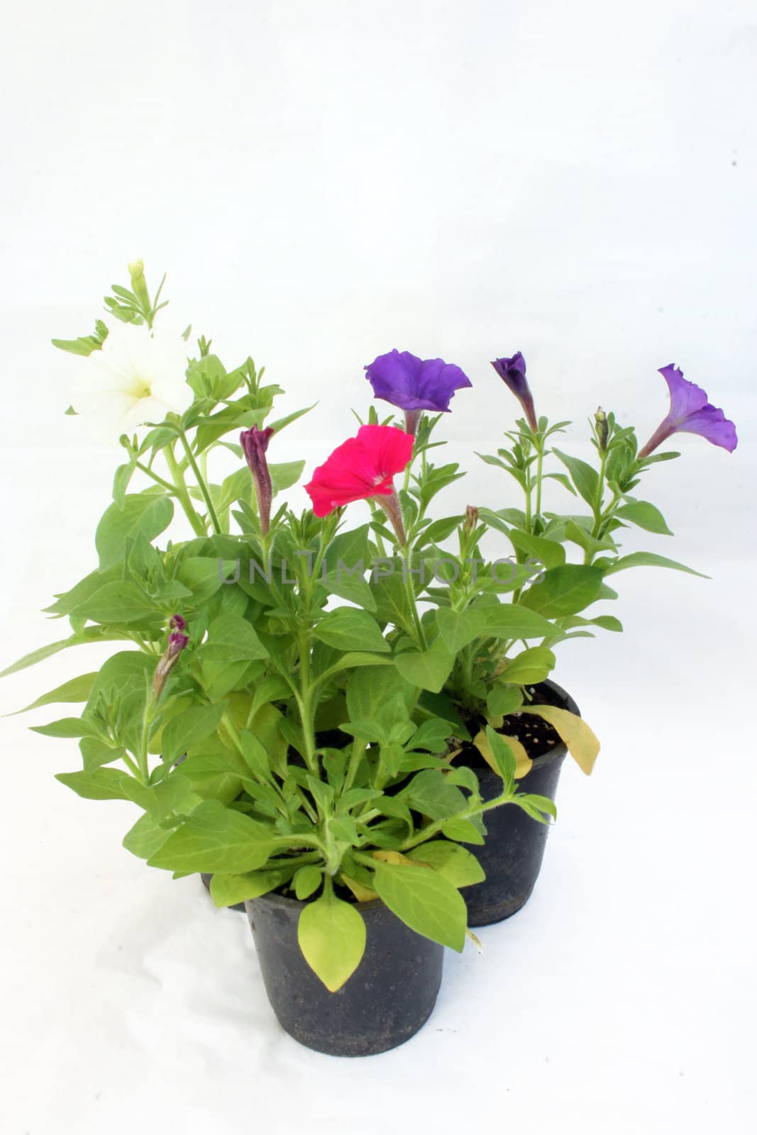 Nursery flowers in pots







Nursery flower in a pot