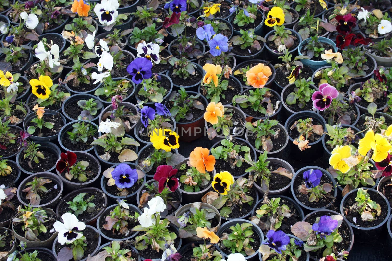 Greenhouse farming of colorful flowers