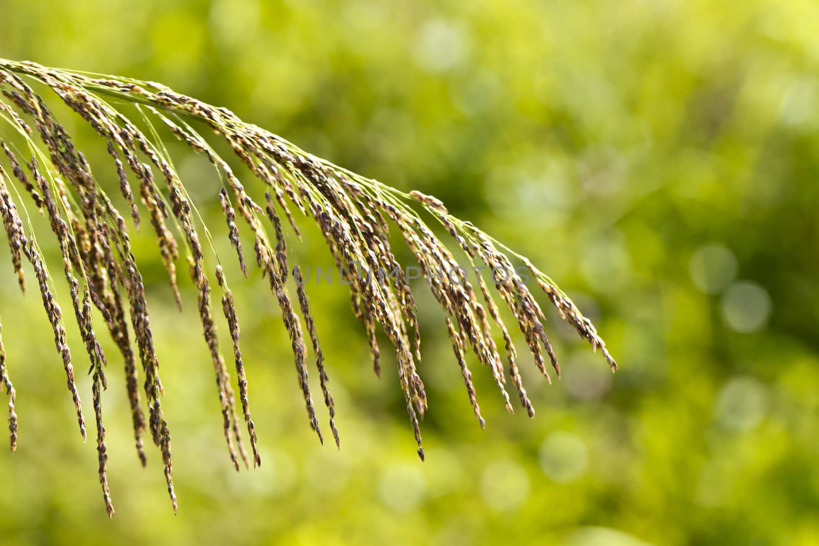 Rice-like grass close up with bokeh green background