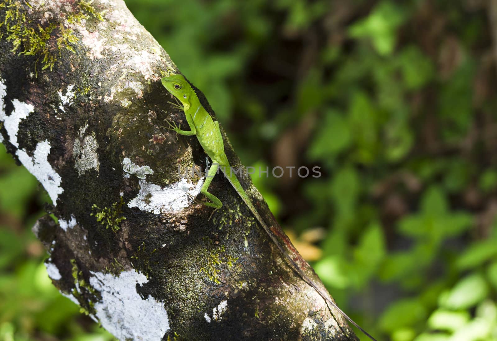 Green lizard on a tree bark with blurry background