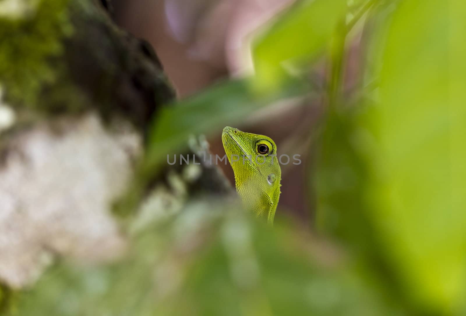 Green lizard peeking through the leaves