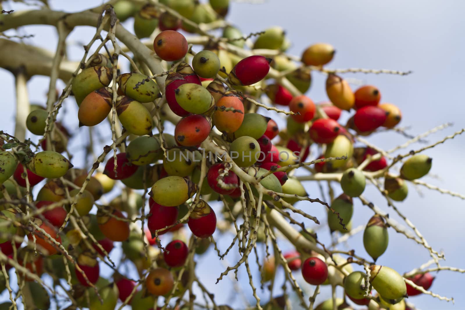 Colorful betel nut against the blue sky in the afternoon