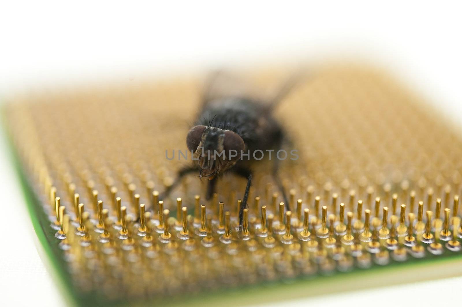 close up of a fly on a chip