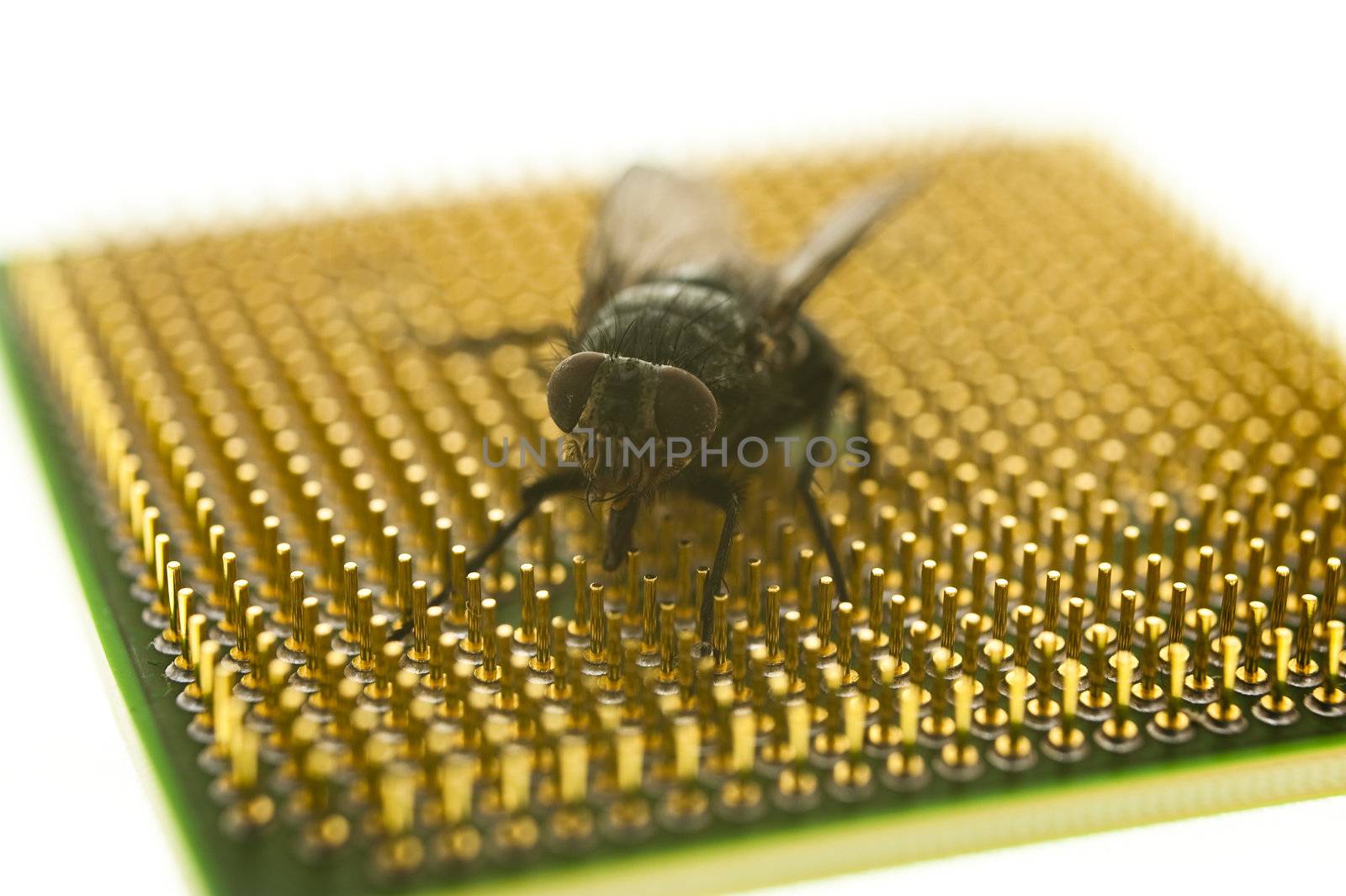 close up of a fly on a chip
