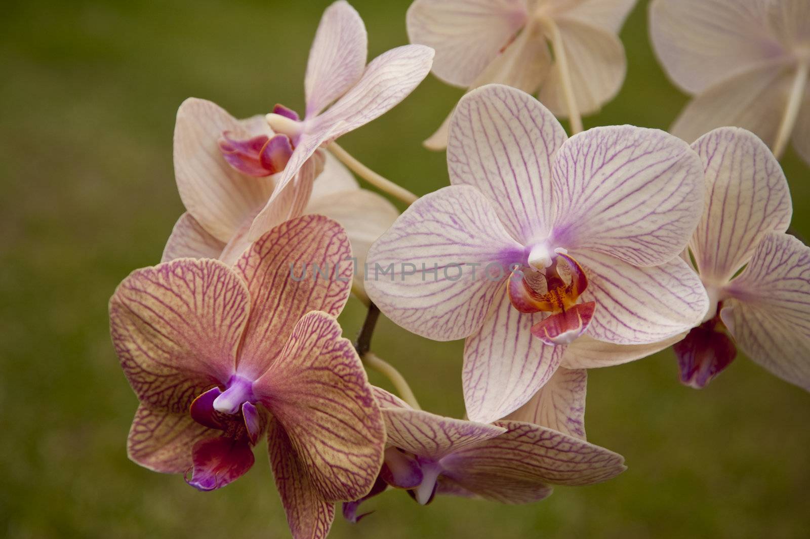 close up of an orchid