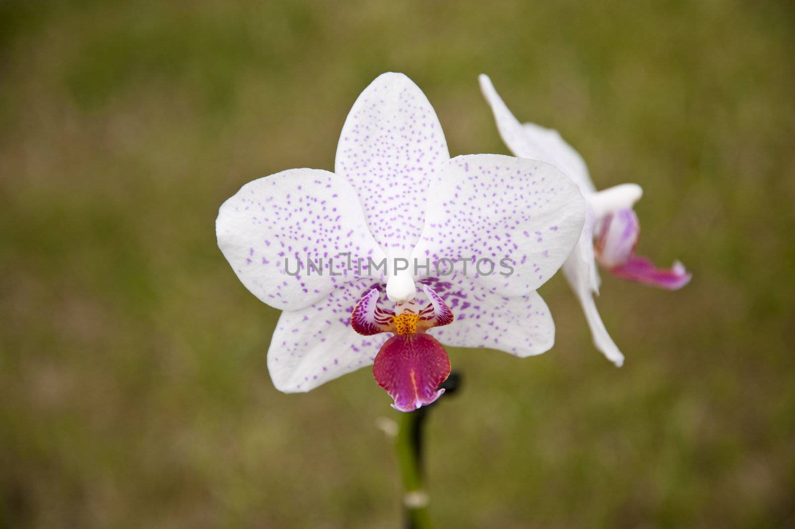 close up of an orchid