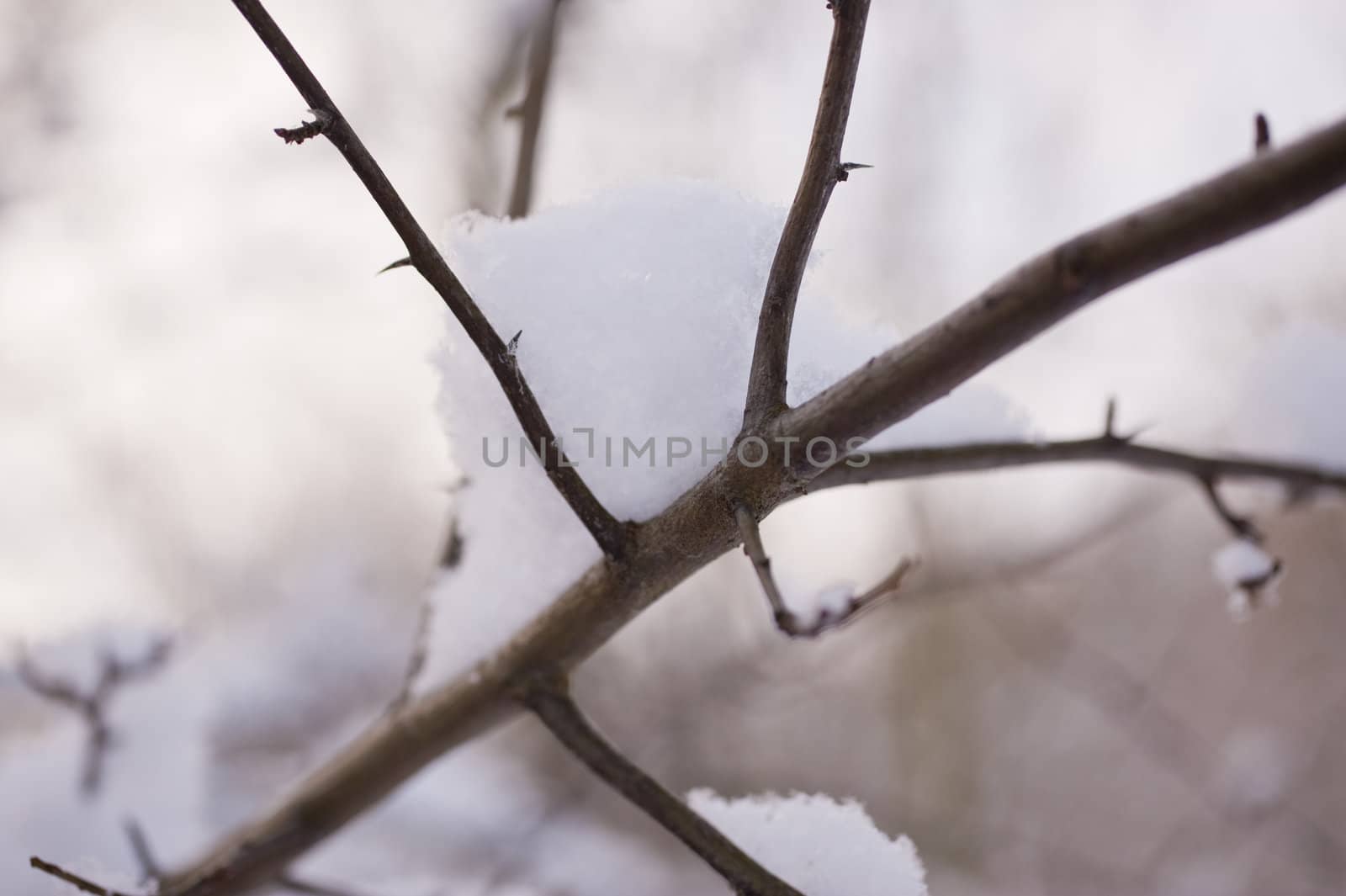 snowy winter scene in a wood