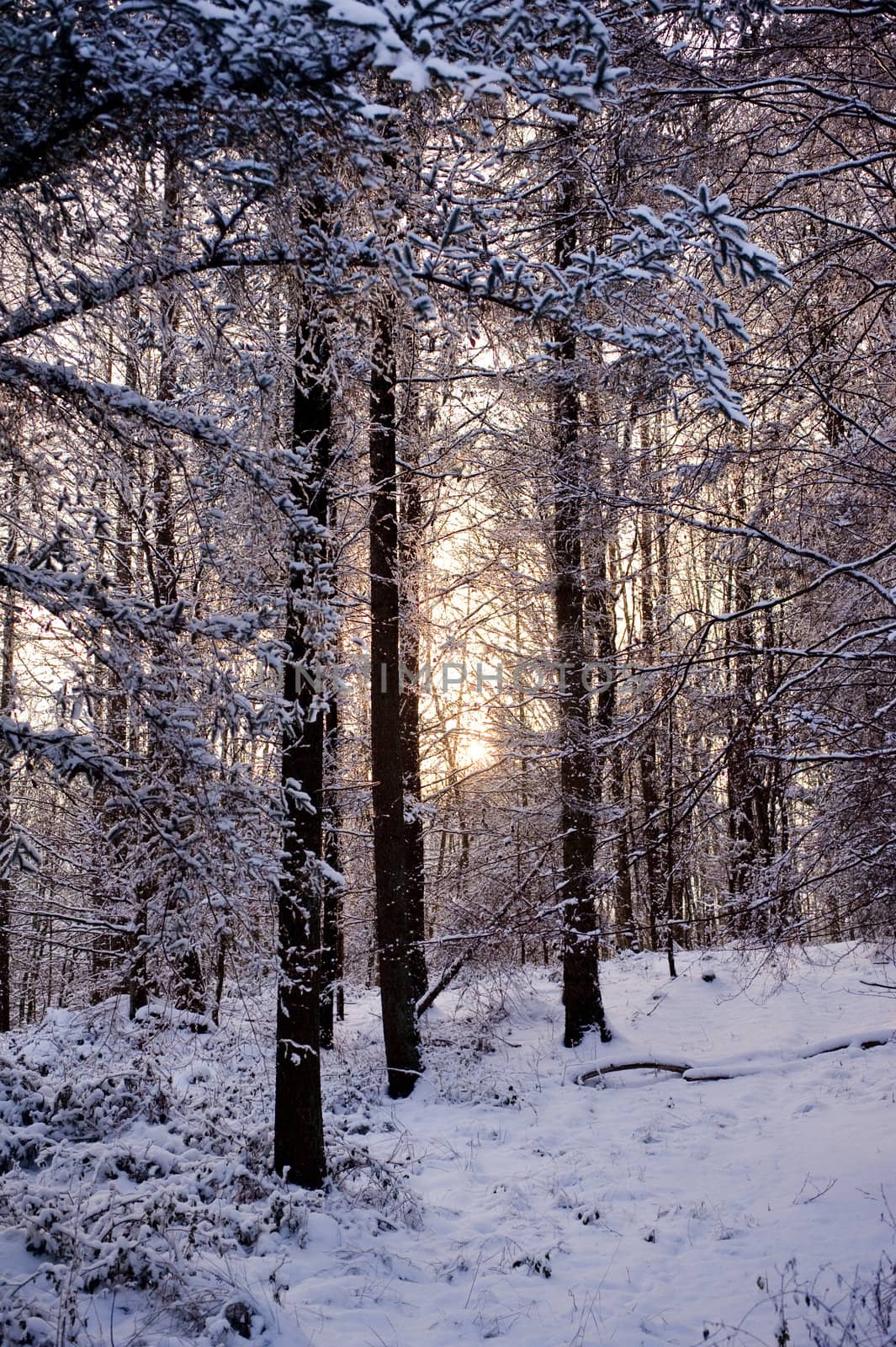 snowy winter scene in a wood