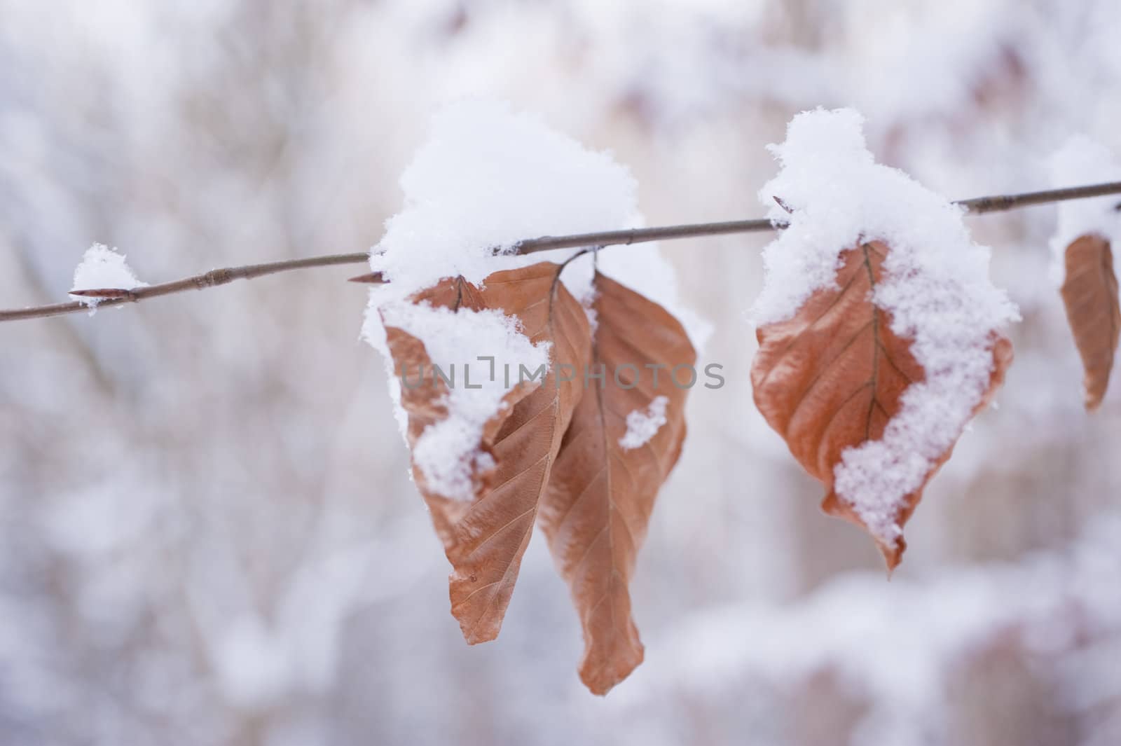 snowy winter scene in a wood