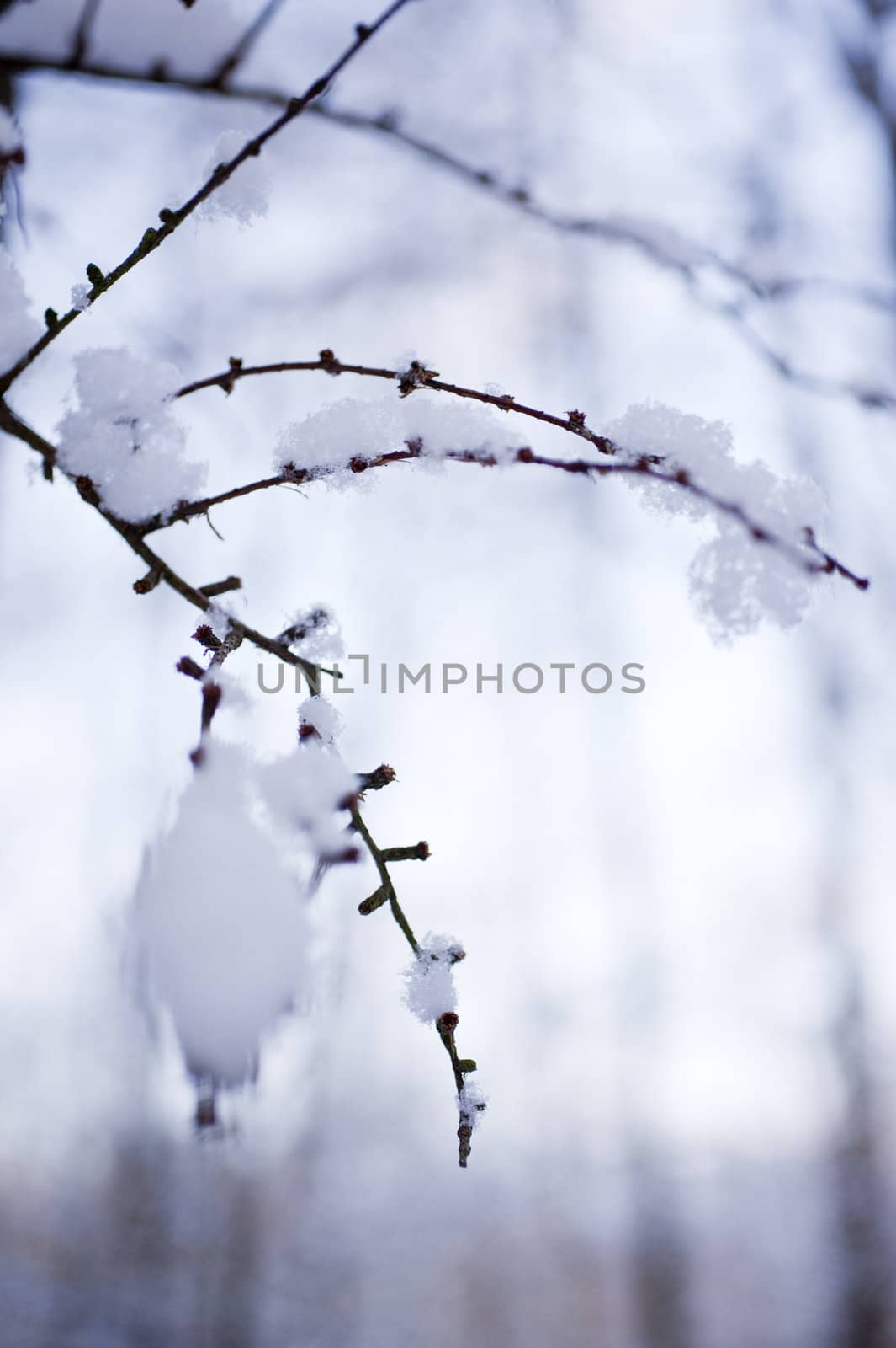 snowy winter scene in a wood