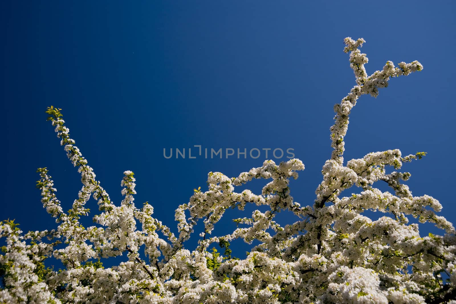 blossoming tree in springtime