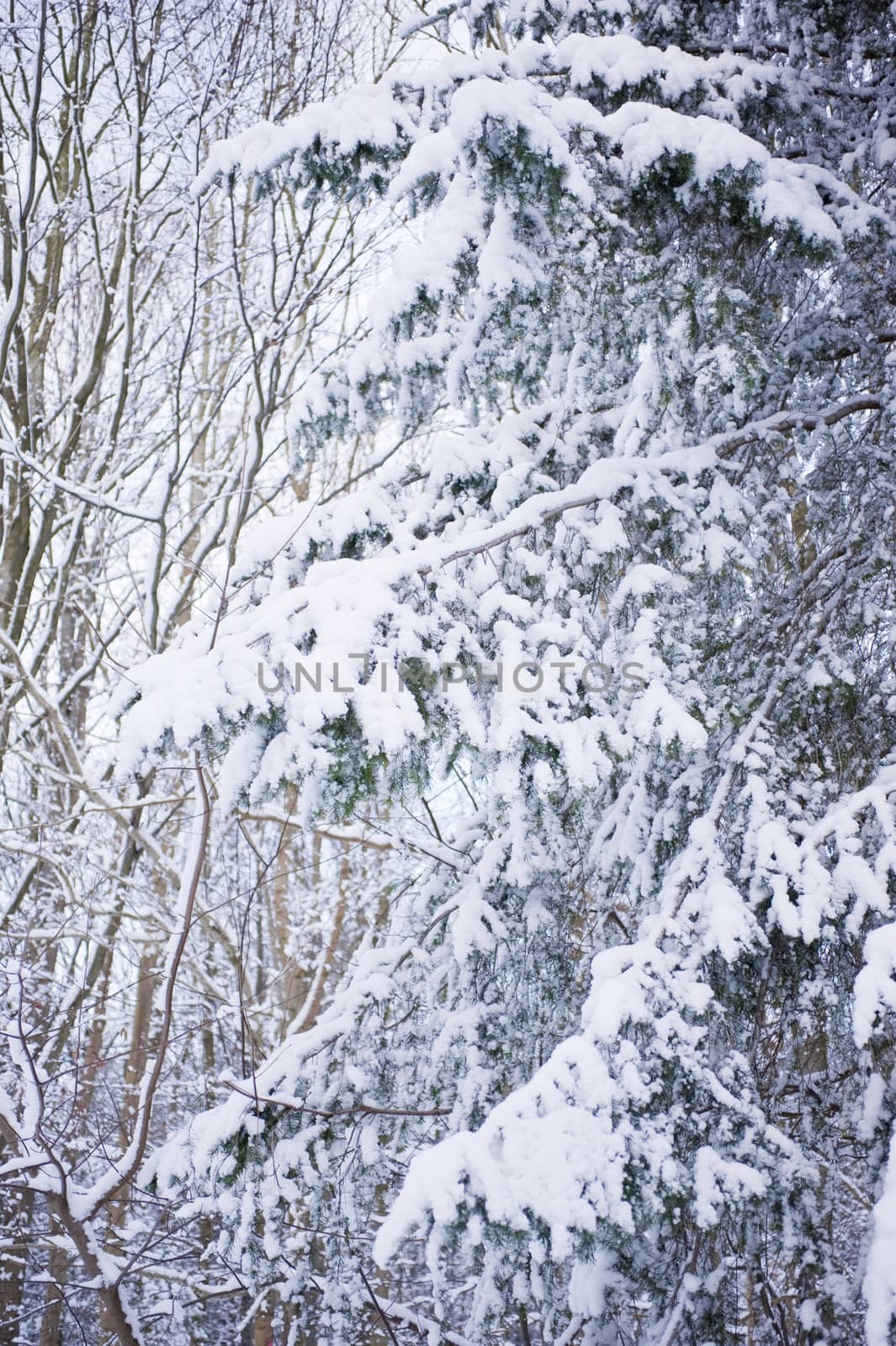 snowy winter scene in a wood