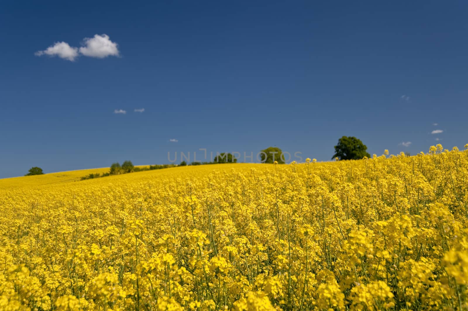 rape field in may