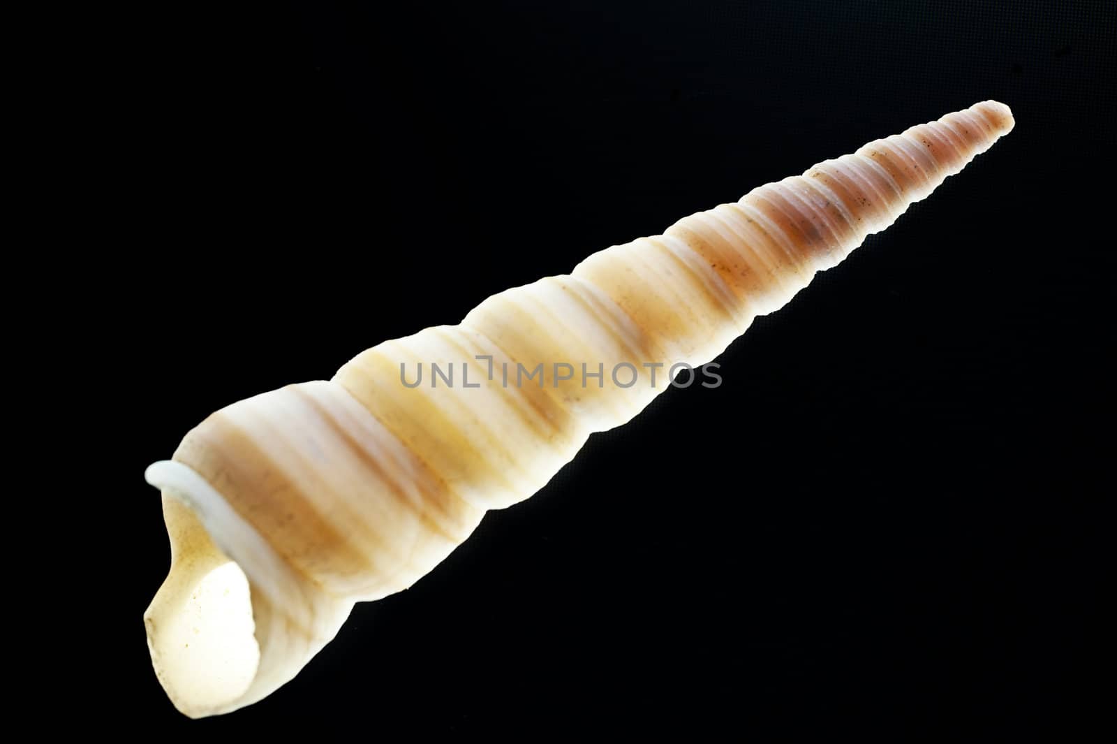 close up of a snail shell